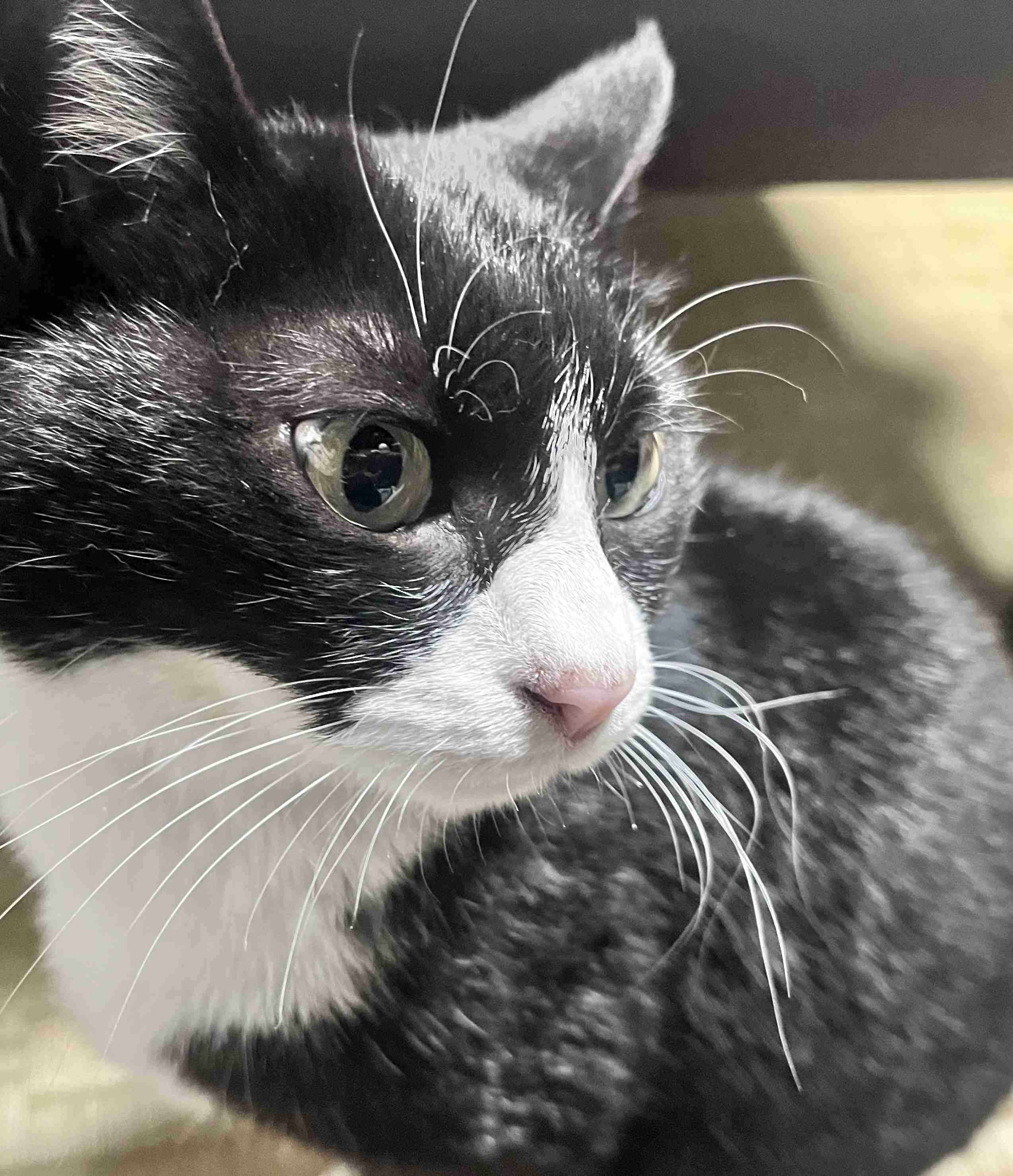 【身バレしない程度に】お宅の愛猫ちゃんを見せてください！part11 