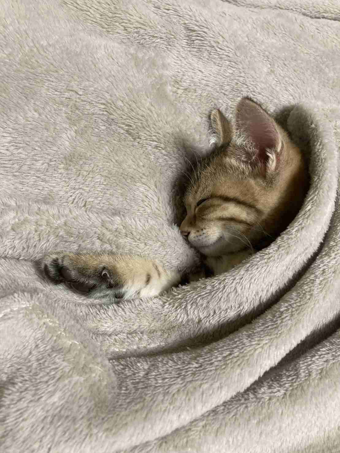 【身バレしない程度に】お宅の愛猫ちゃんを見せてください！part11 