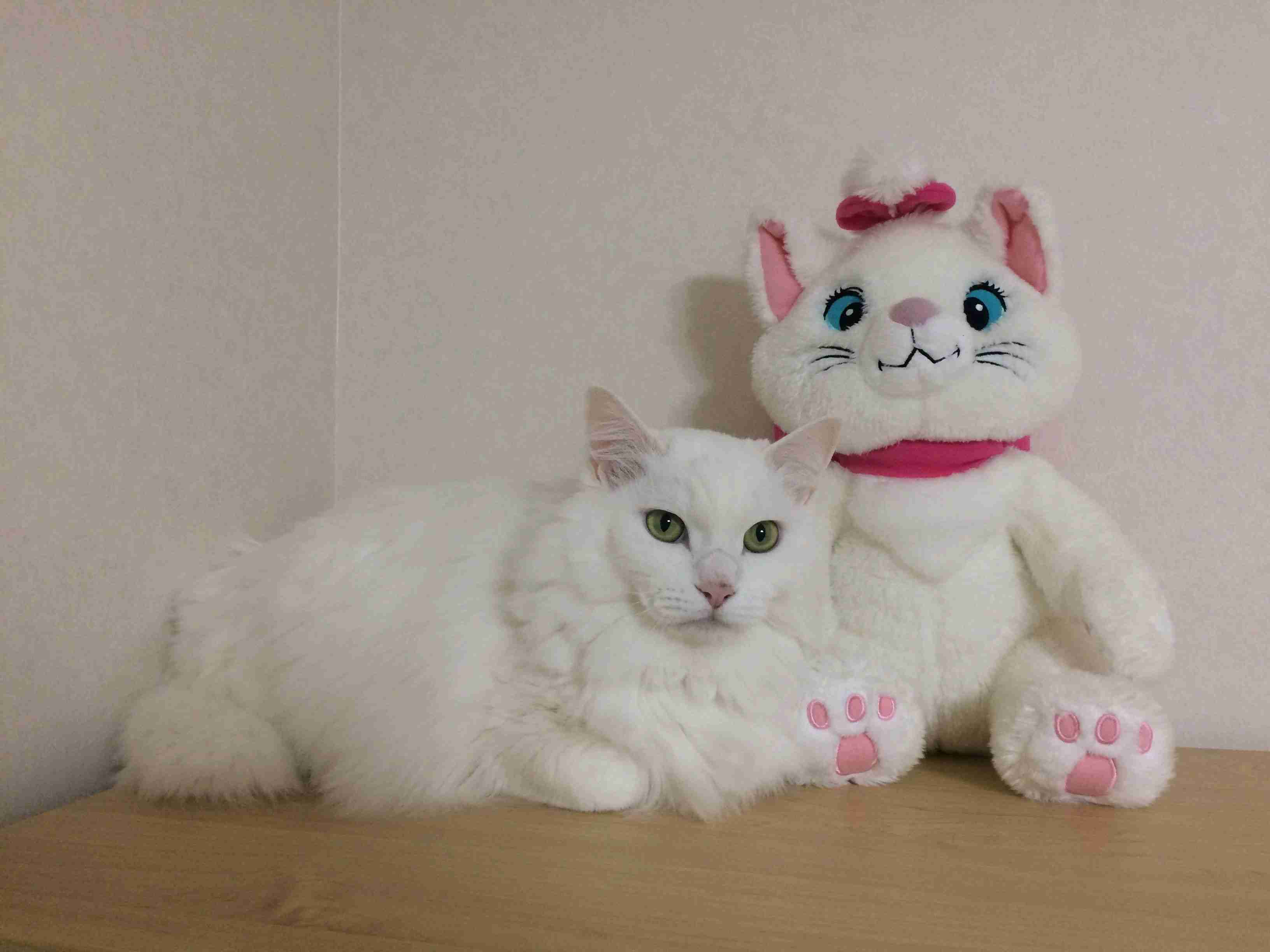 【身バレしない程度に】お宅の愛猫ちゃんを見せてください！part11 