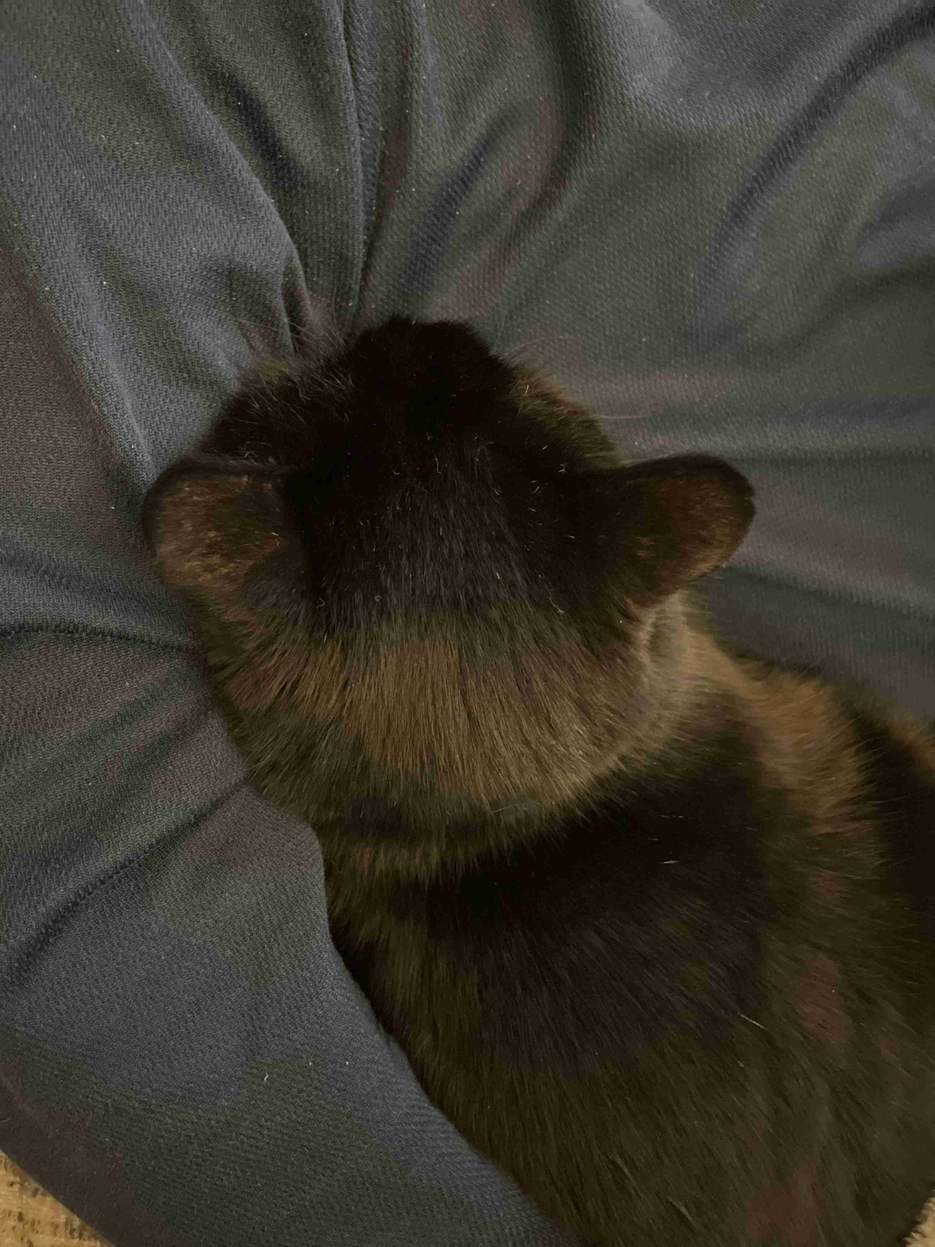 【身バレしない程度に】お宅の愛猫ちゃんを見せてください！part11 