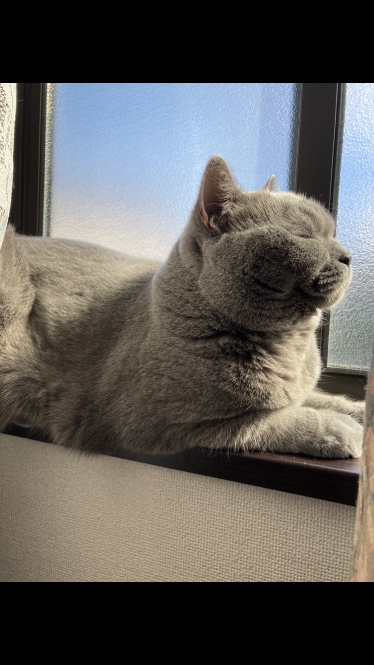 【身バレしない程度に】お宅の愛猫ちゃんを見せてください！part11 