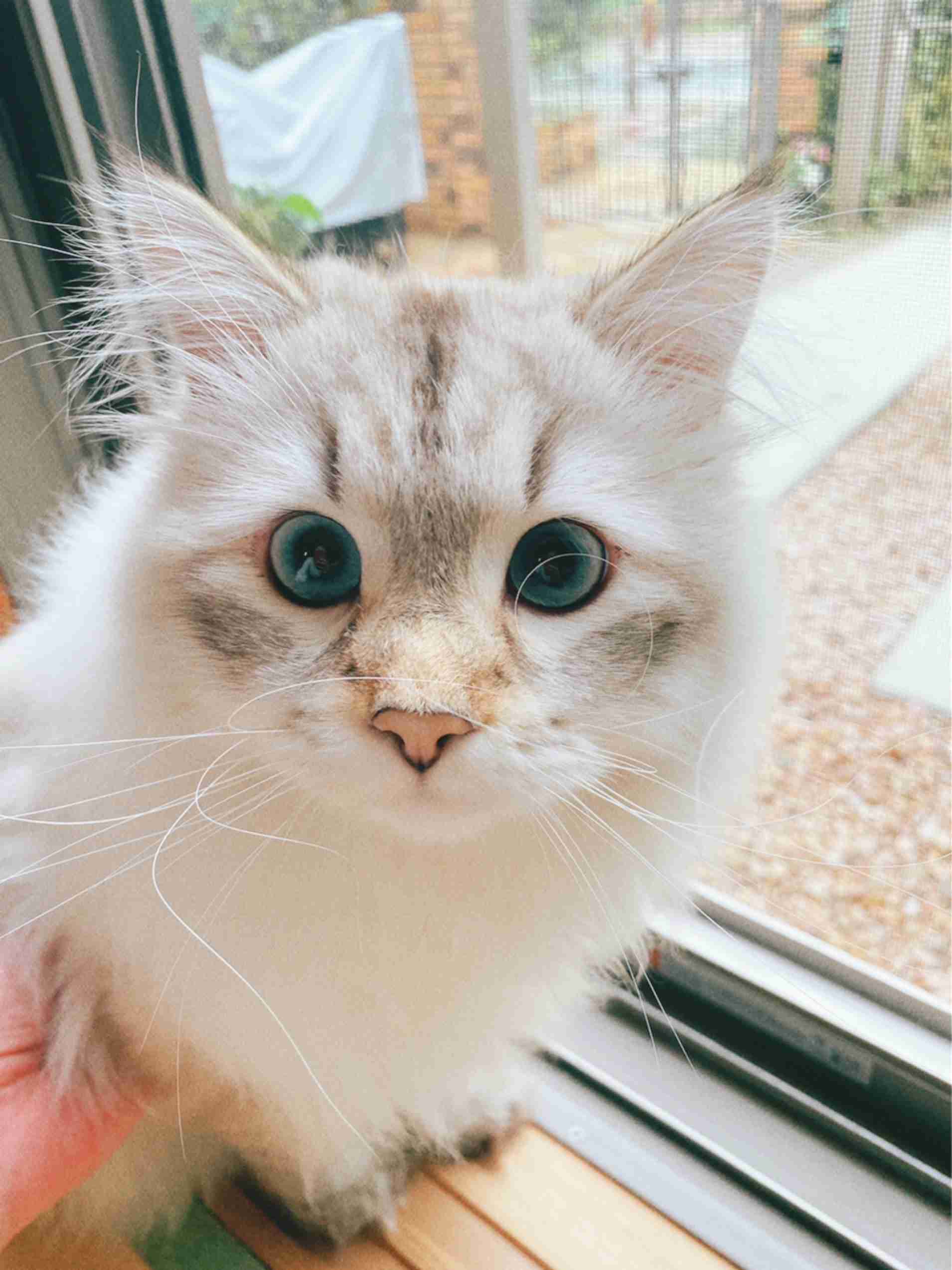 【身バレしない程度に】お宅の愛猫ちゃんを見せてください！part11 