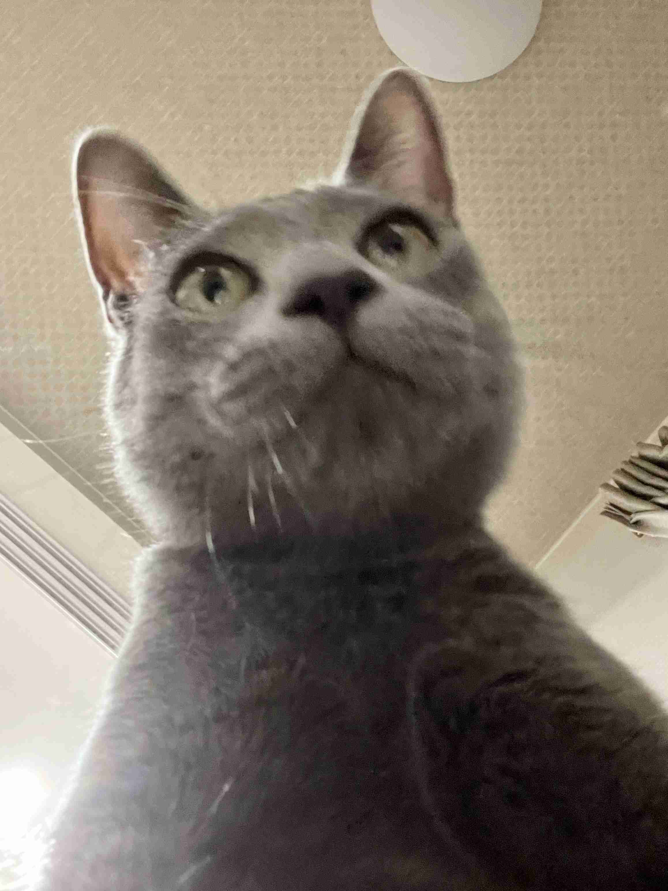 【身バレしない程度に】お宅の愛猫ちゃんを見せてください！part11 