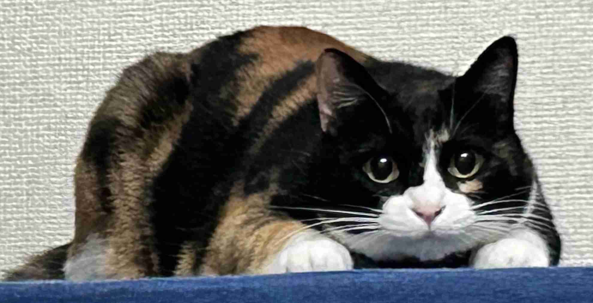 【身バレしない程度に】お宅の愛猫ちゃんを見せてください！part11 