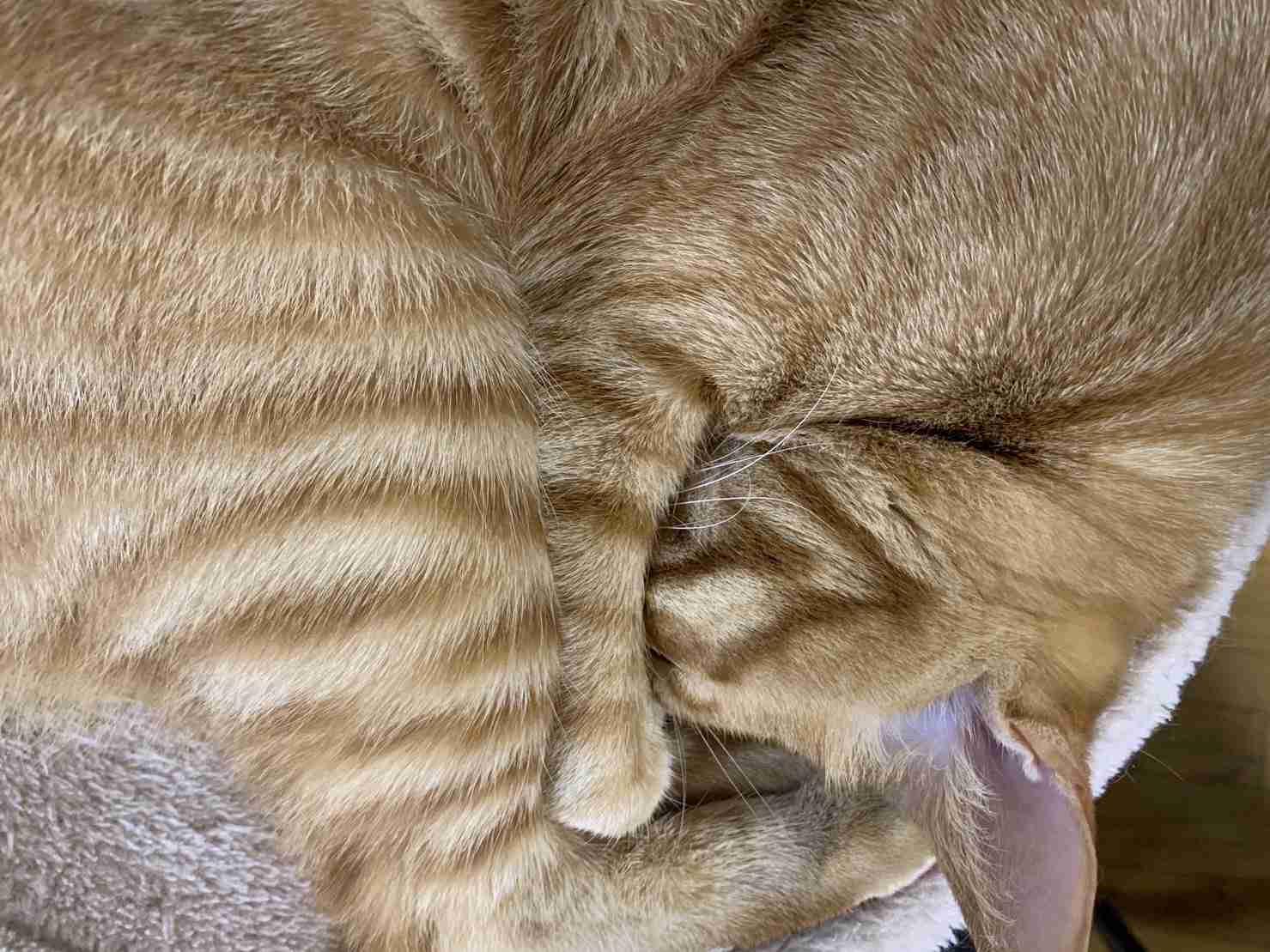 【身バレしない程度に】お宅の愛猫ちゃんを見せてください！part11 