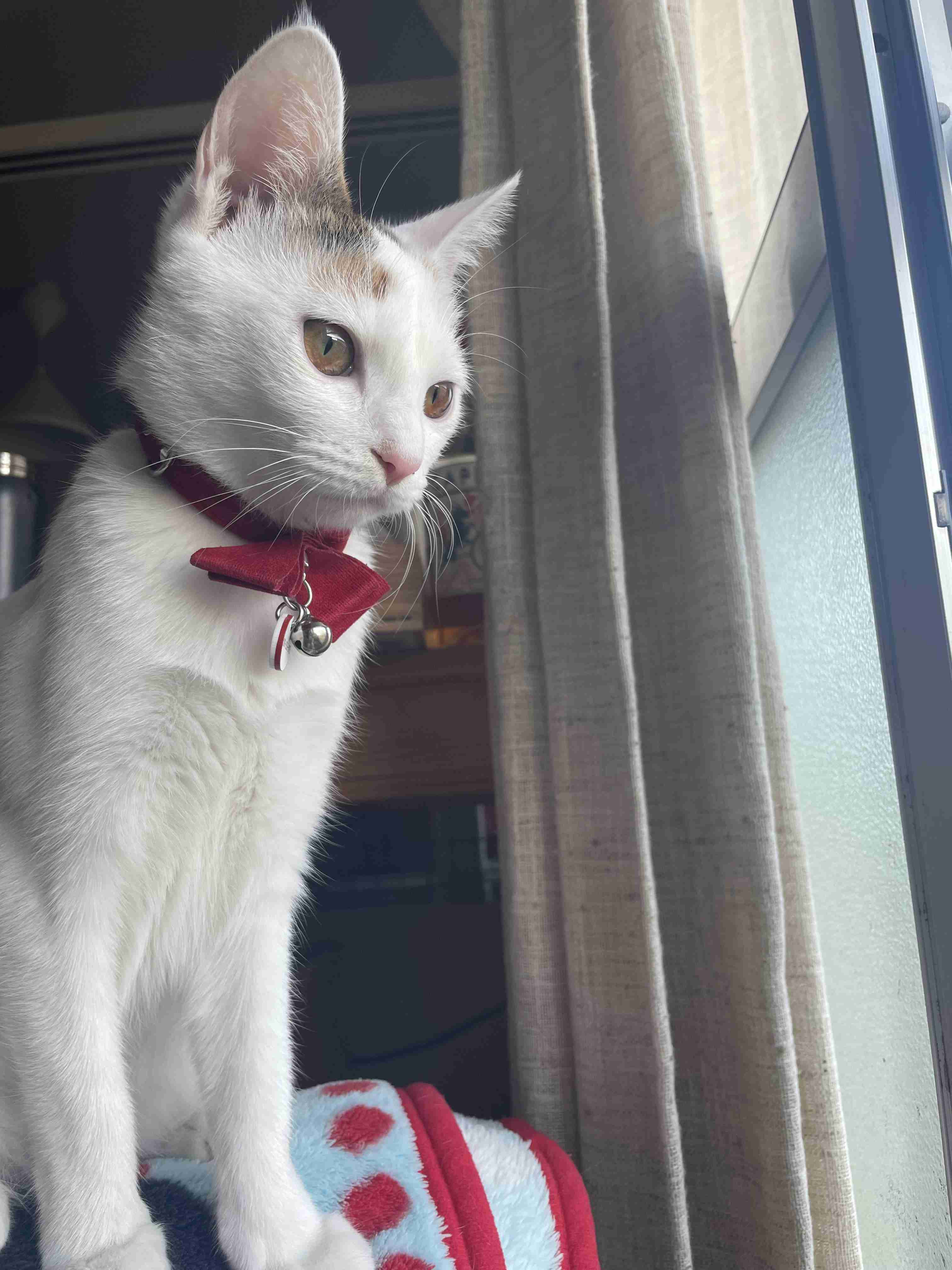 【身バレしない程度に】お宅の愛猫ちゃんを見せてください！part11 