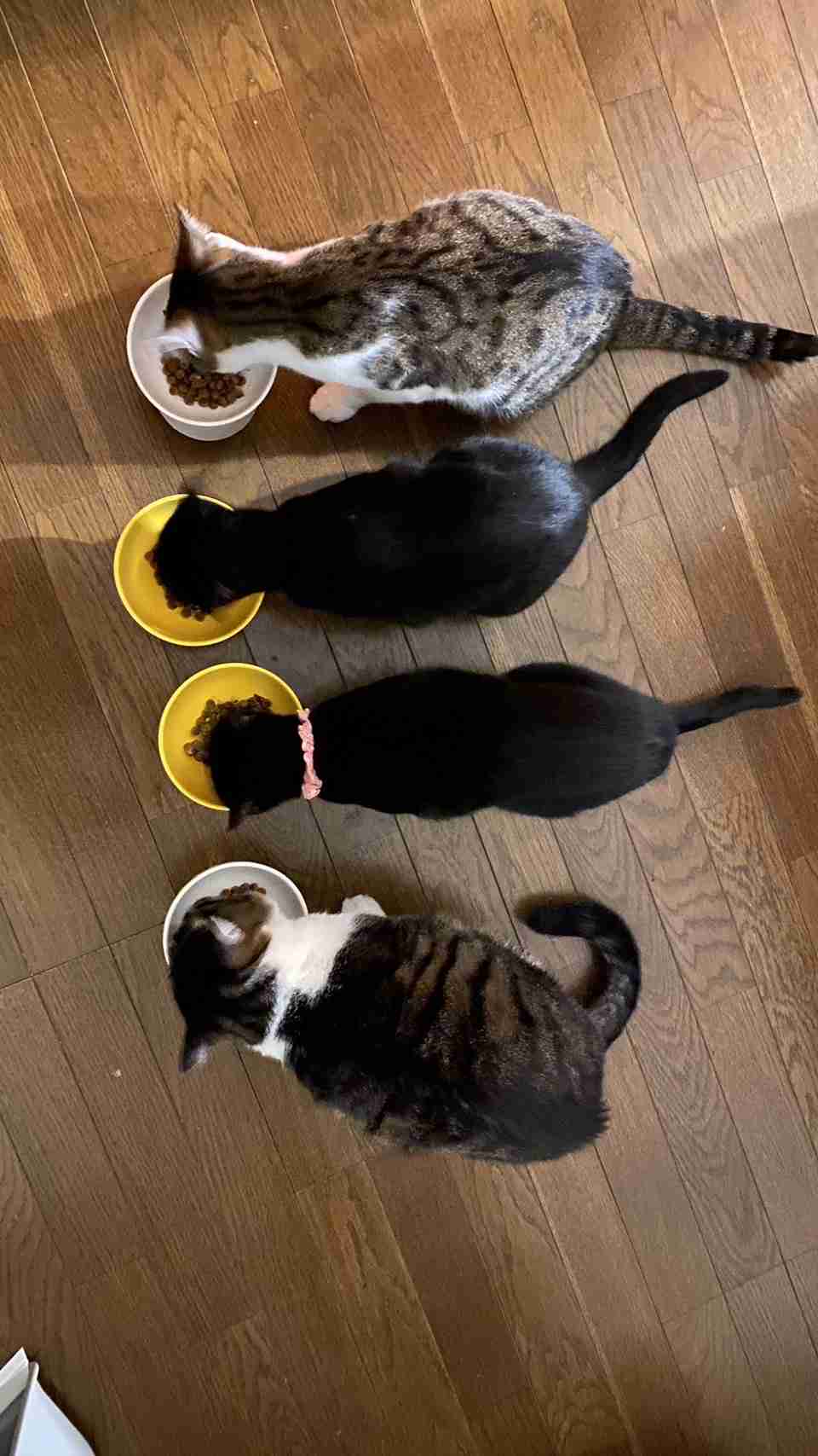 【身バレしない程度に】お宅の愛猫ちゃんを見せてください！part11 