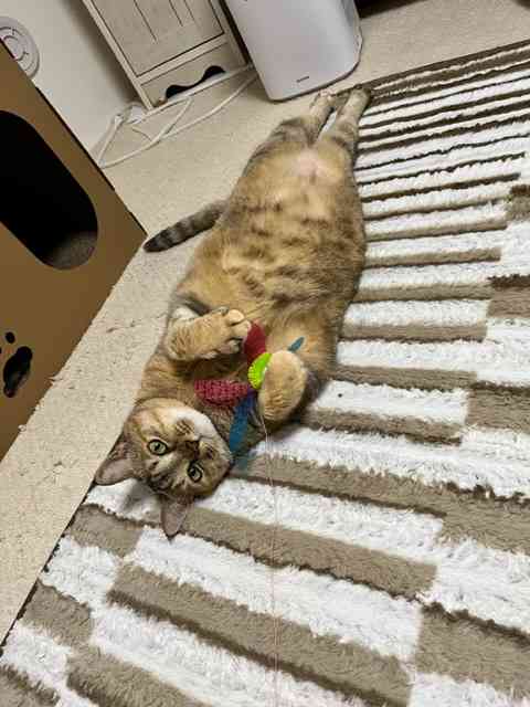 【身バレしない程度に】お宅の愛猫ちゃんを見せてください！part11 