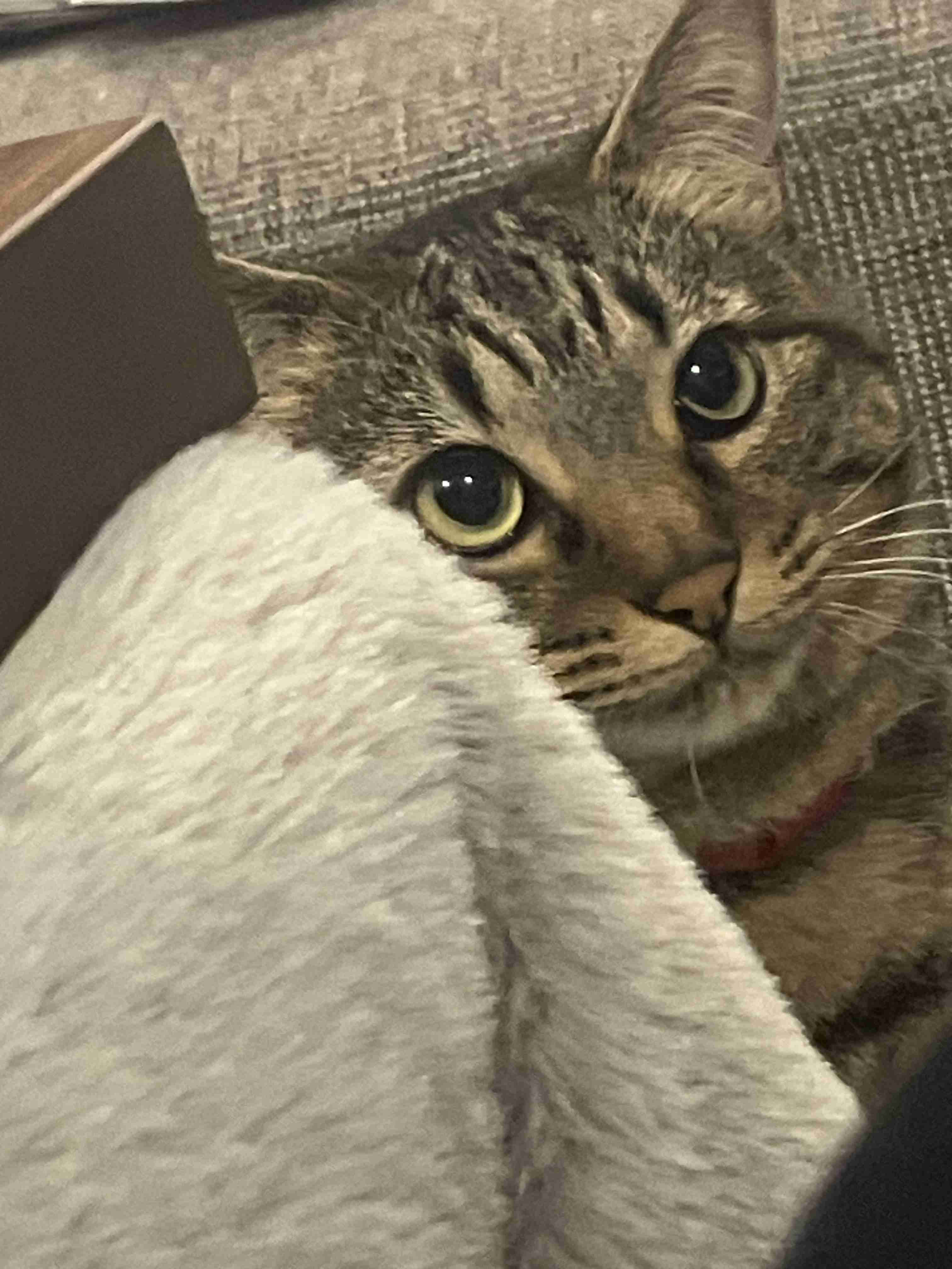 【身バレしない程度に】お宅の愛猫ちゃんを見せてください！part11 