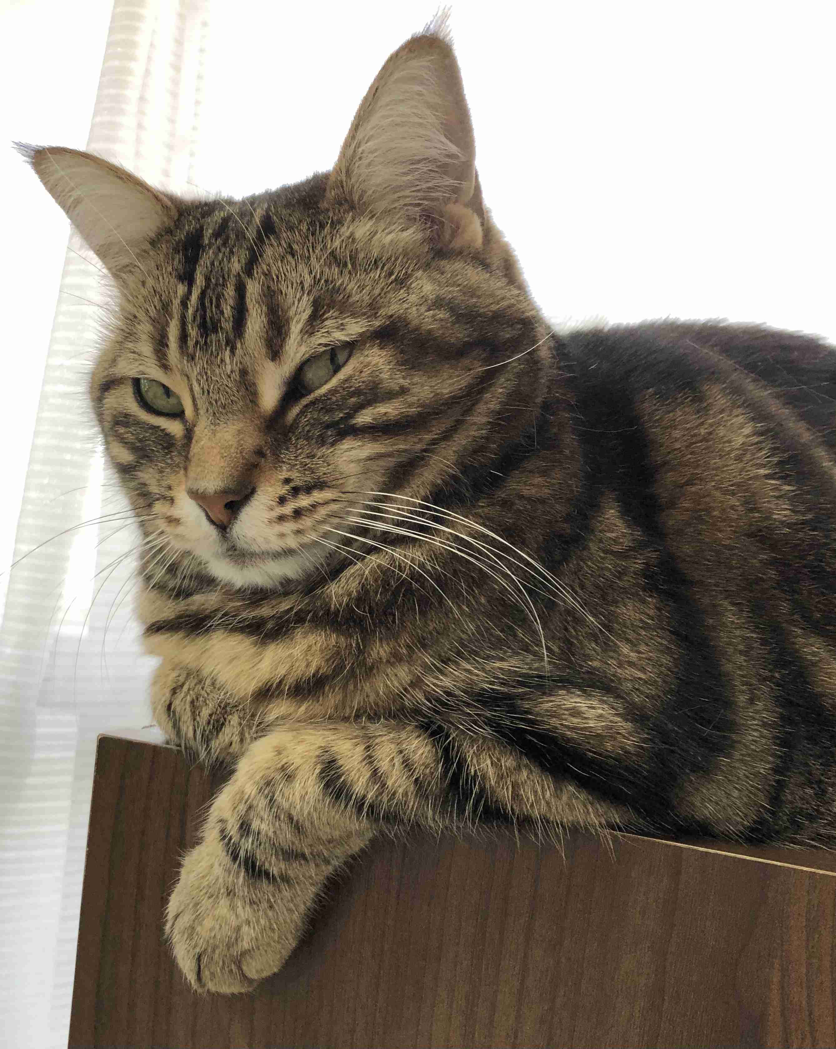 【身バレしない程度に】お宅の愛猫ちゃんを見せてください！part11 