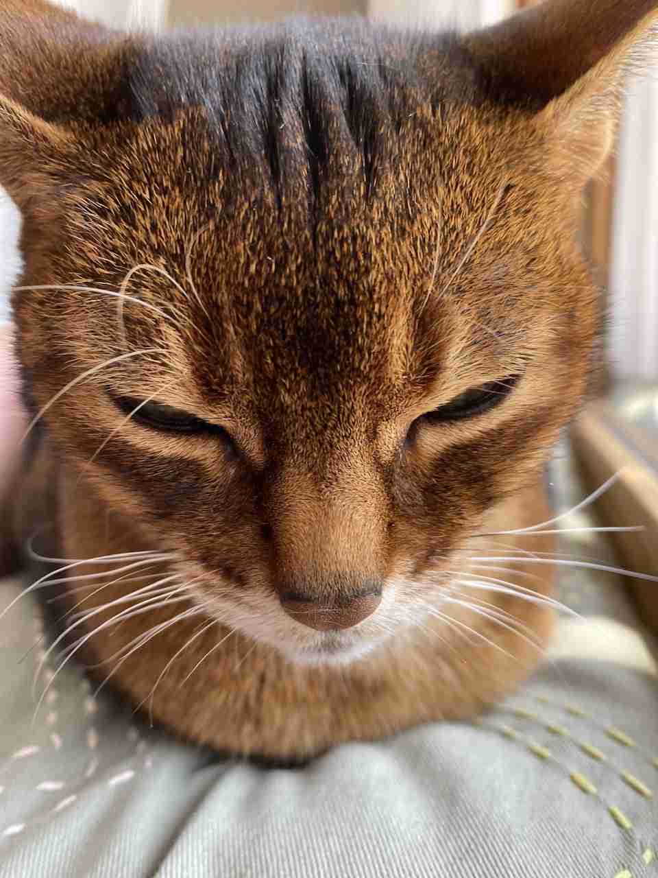 【身バレしない程度に】お宅の愛猫ちゃんを見せてください！part11 