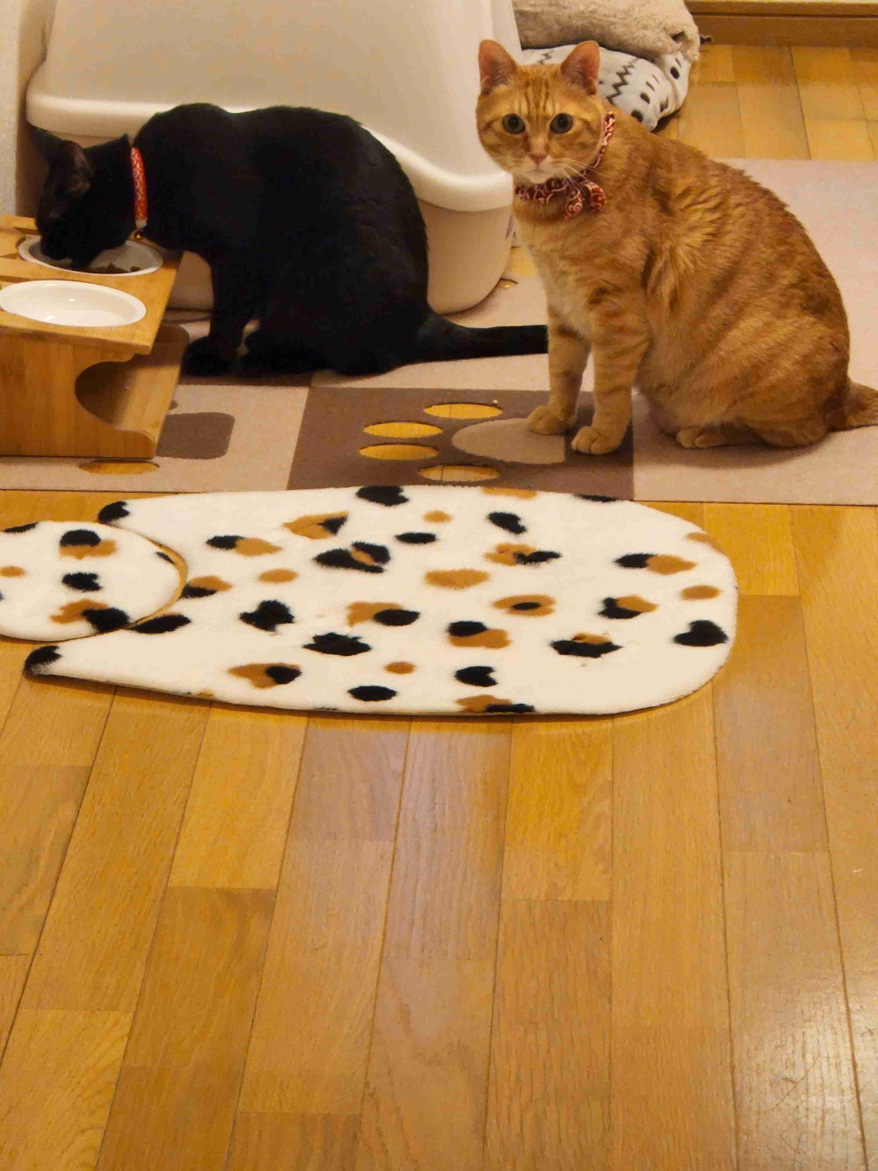 【身バレしない程度に】お宅の愛猫ちゃんを見せてください！part11 