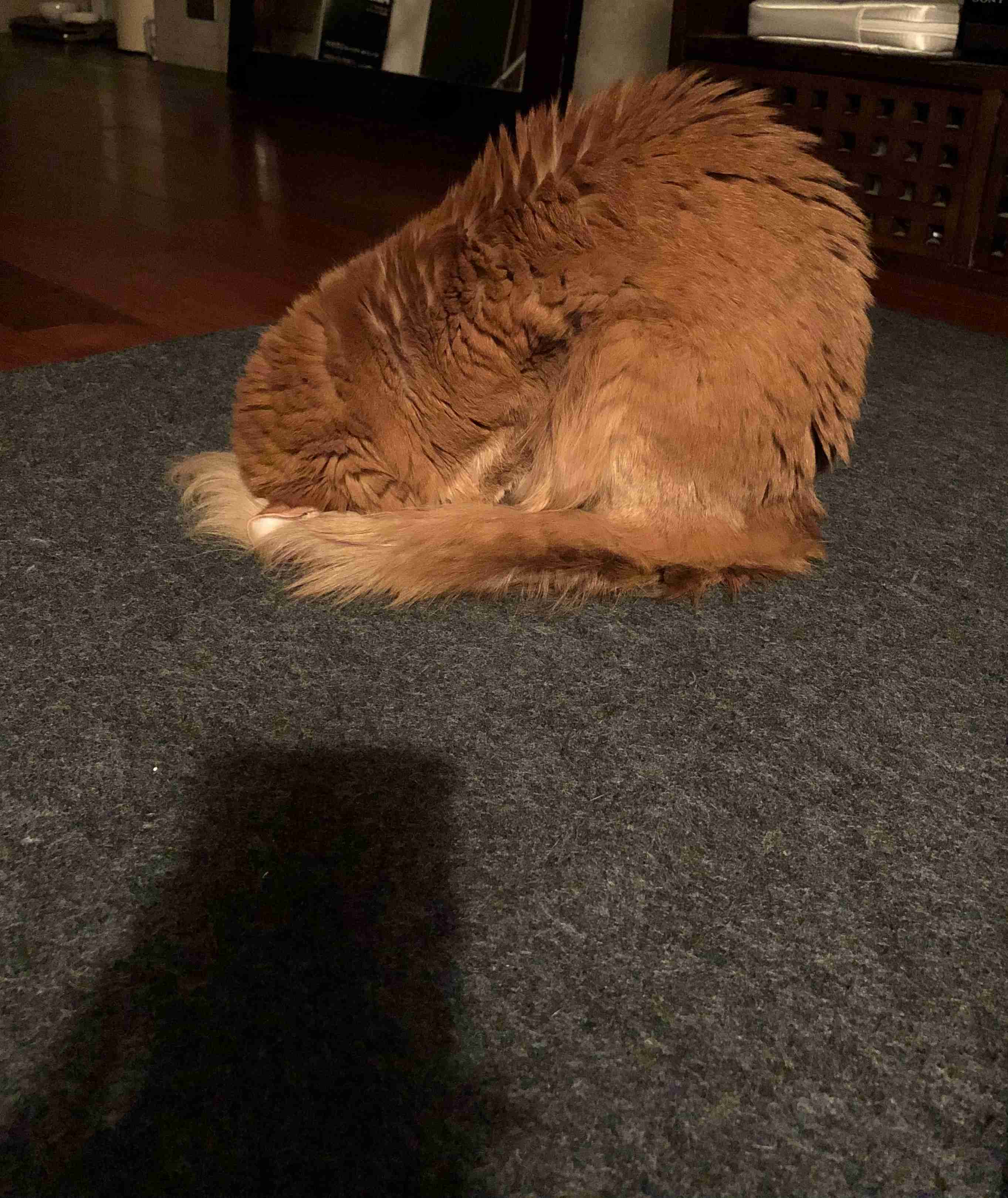 【身バレしない程度に】お宅の愛猫ちゃんを見せてください！part11 