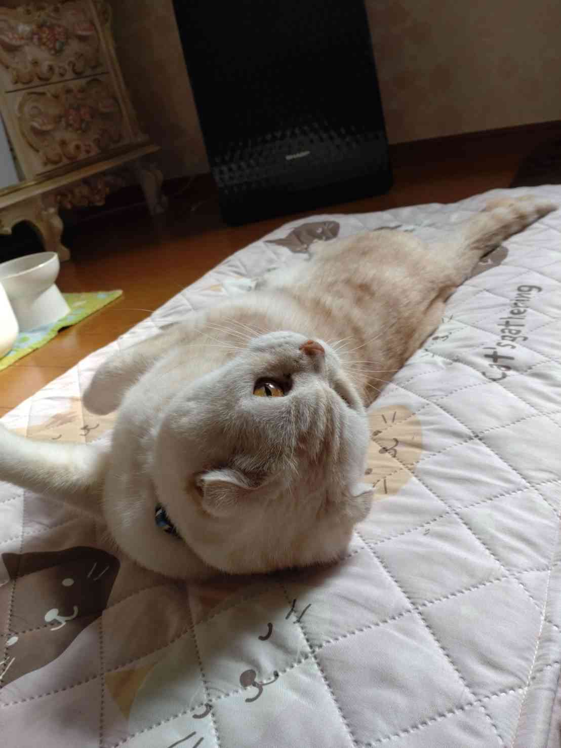 【身バレしない程度に】お宅の愛猫ちゃんを見せてください！part11 