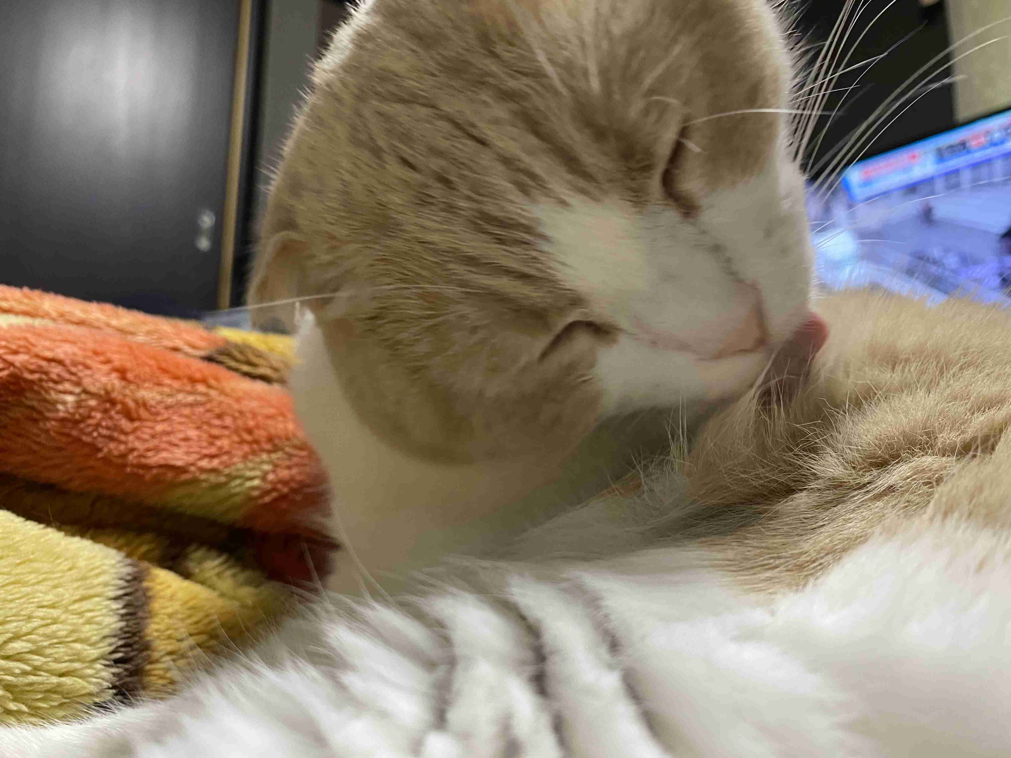 【身バレしない程度に】お宅の愛猫ちゃんを見せてください！part11 