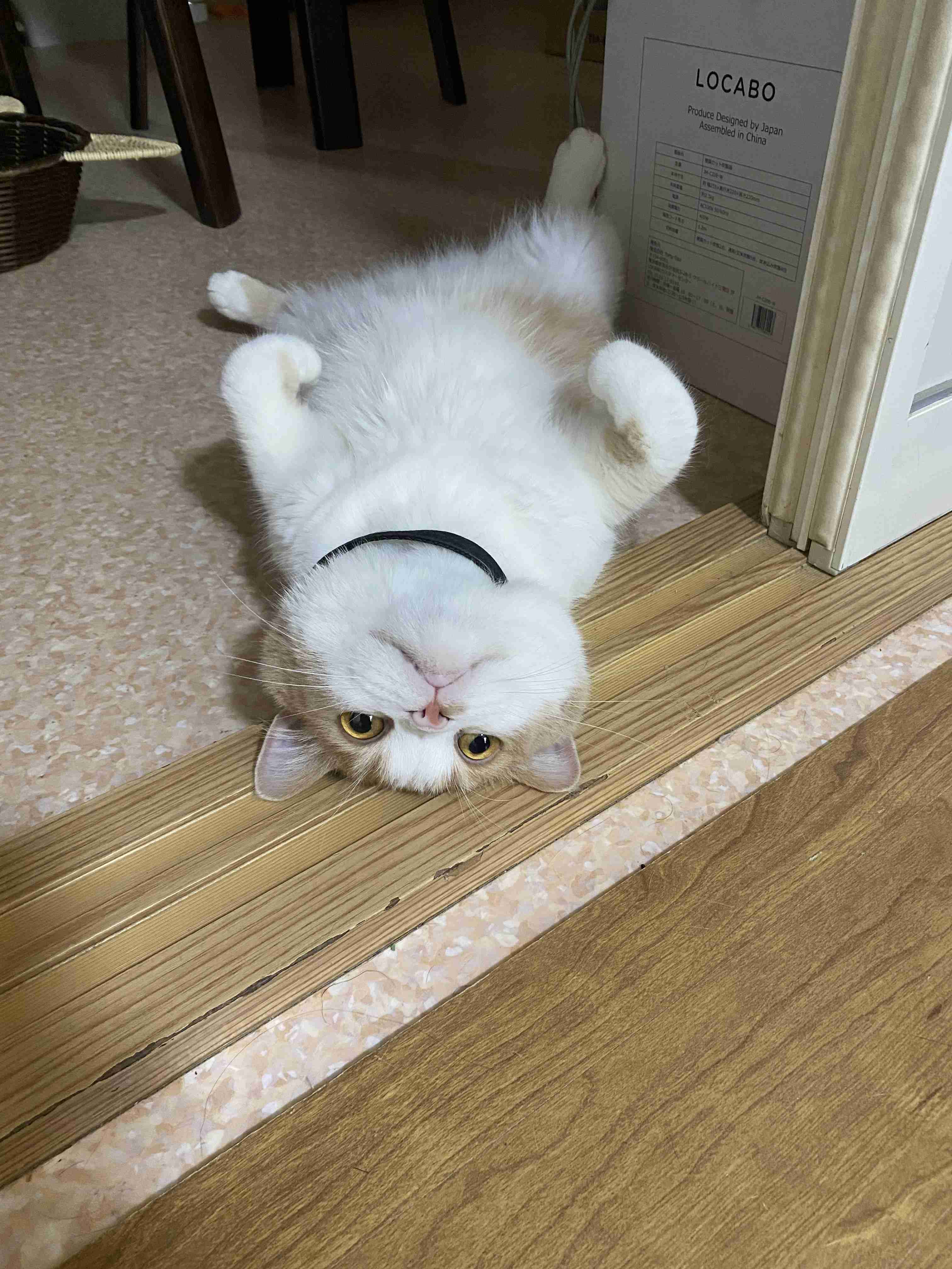 【身バレしない程度に】お宅の愛猫ちゃんを見せてください！part11 