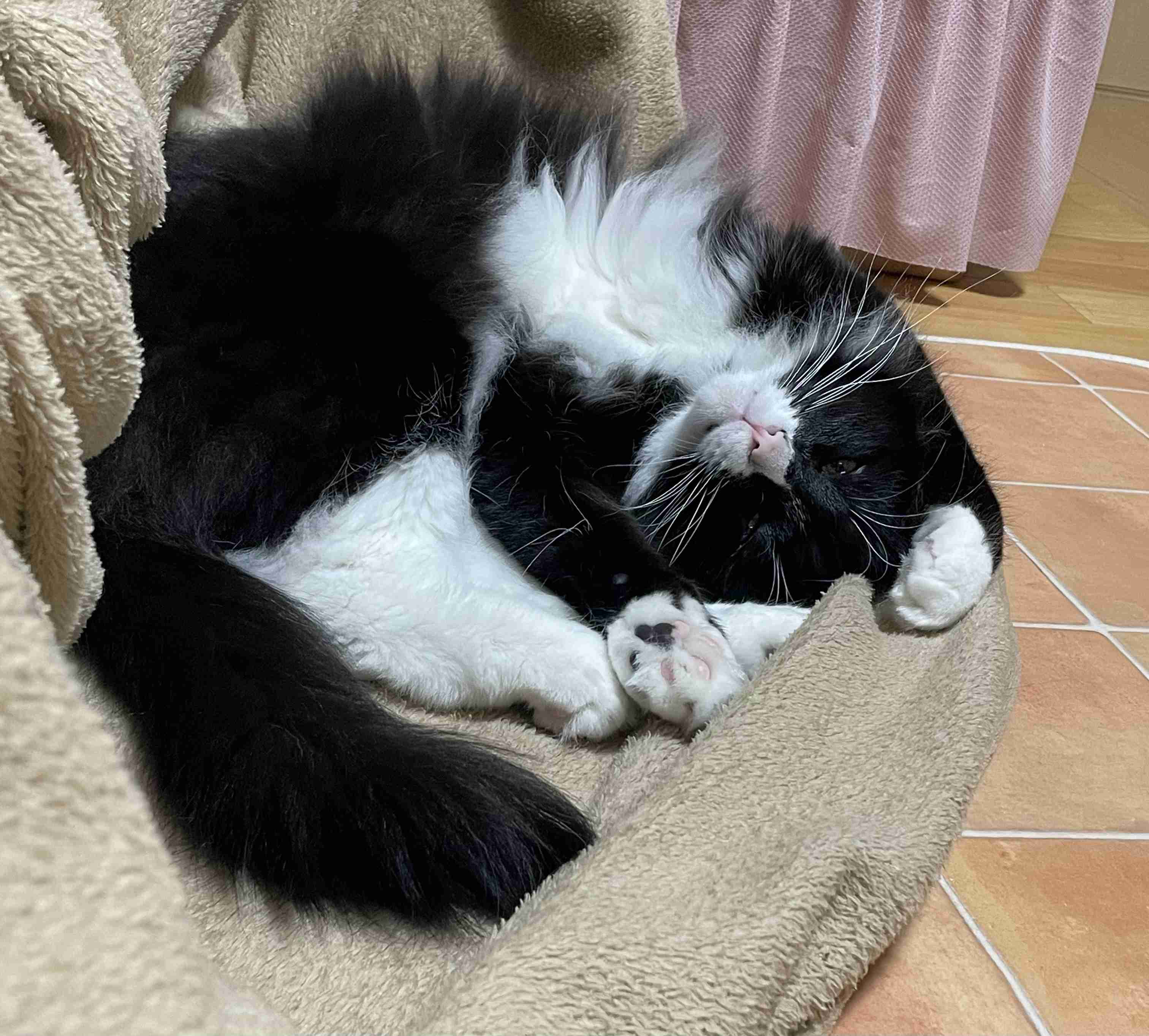 【身バレしない程度に】お宅の愛猫ちゃんを見せてください！part11 