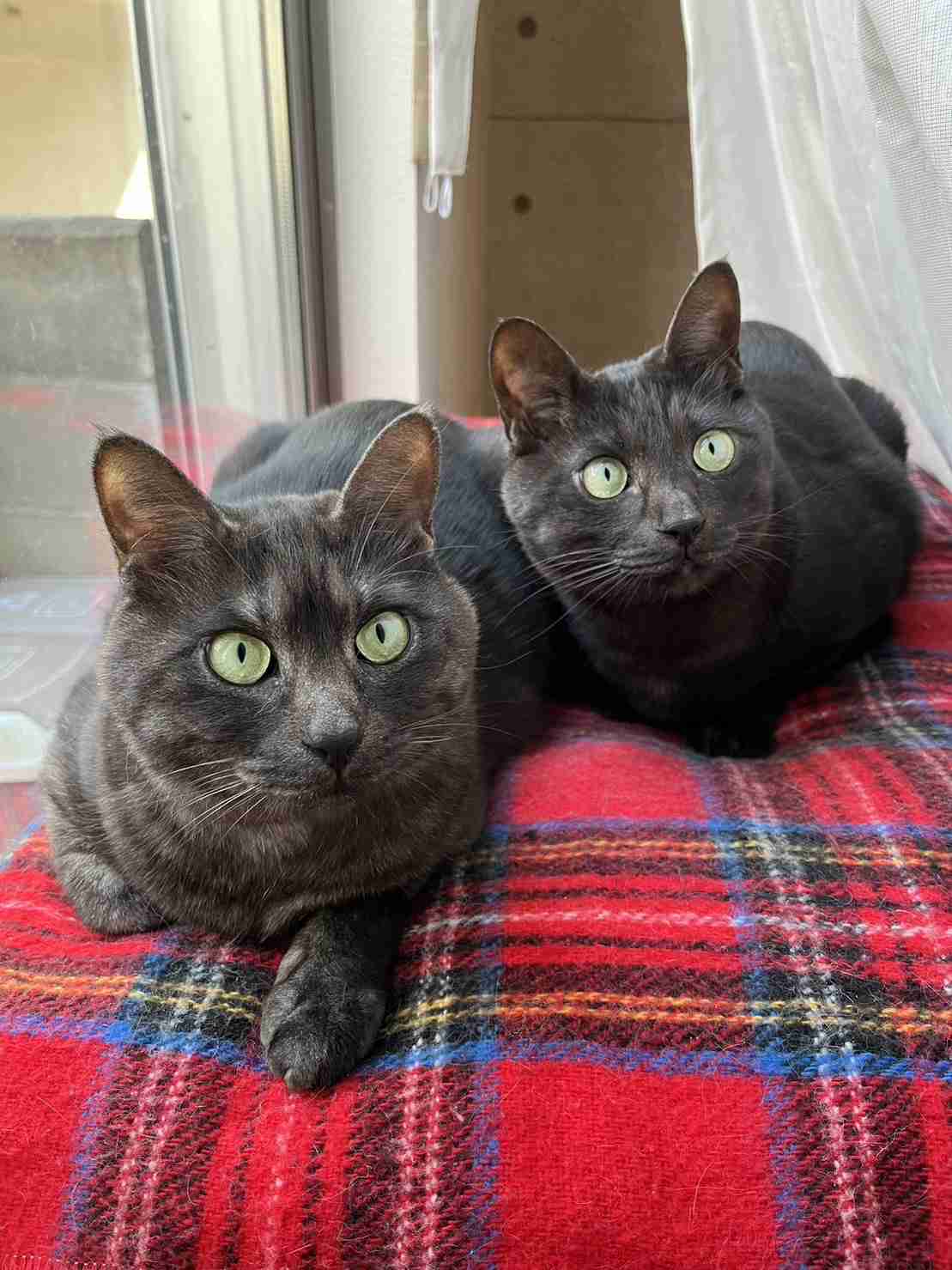 【身バレしない程度に】お宅の愛猫ちゃんを見せてください！part11 