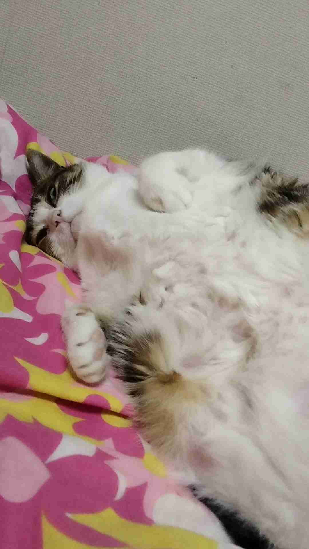 【身バレしない程度に】お宅の愛猫ちゃんを見せてください！part11 