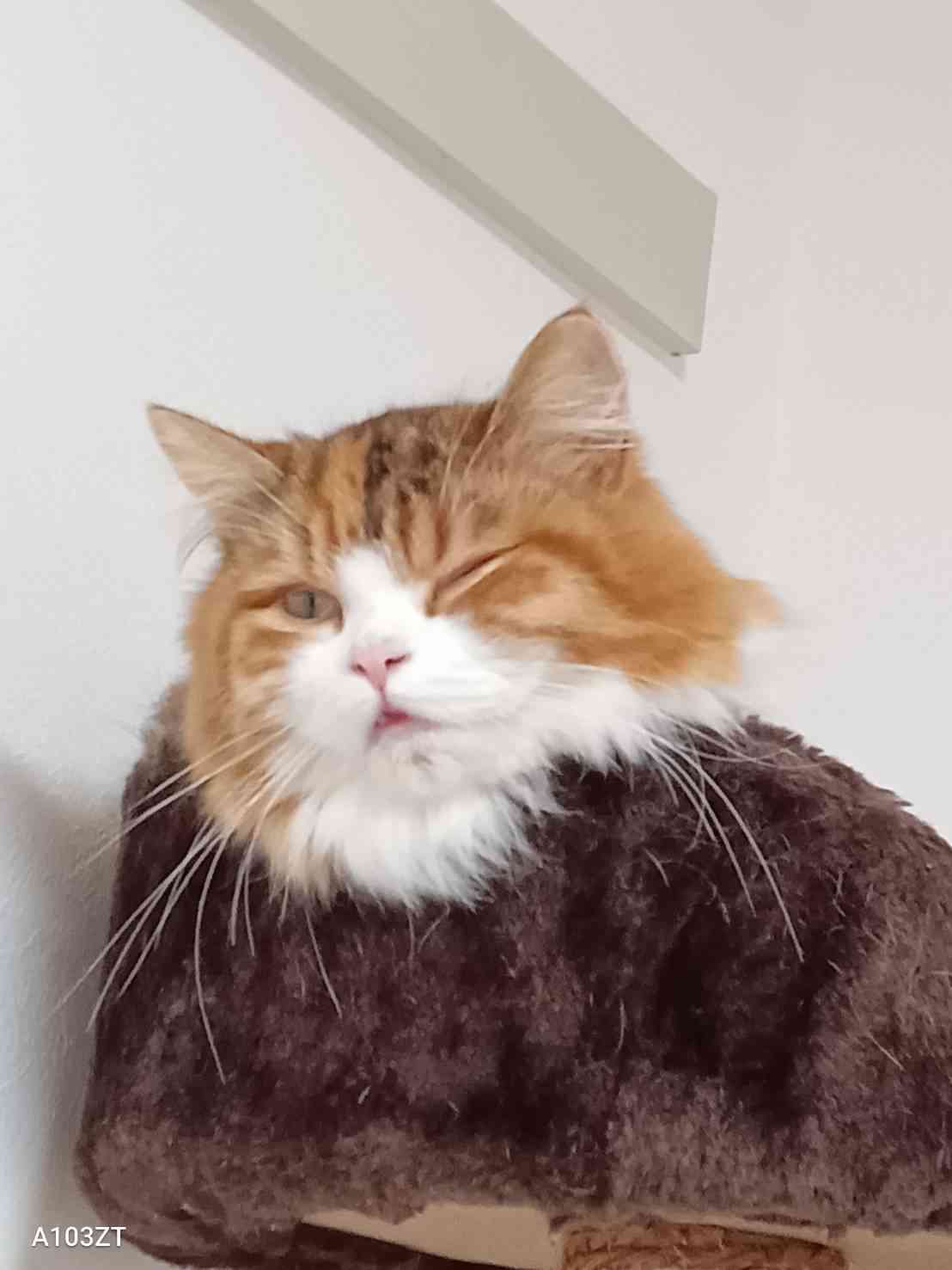 【身バレしない程度に】お宅の愛猫ちゃんを見せてください！part11 