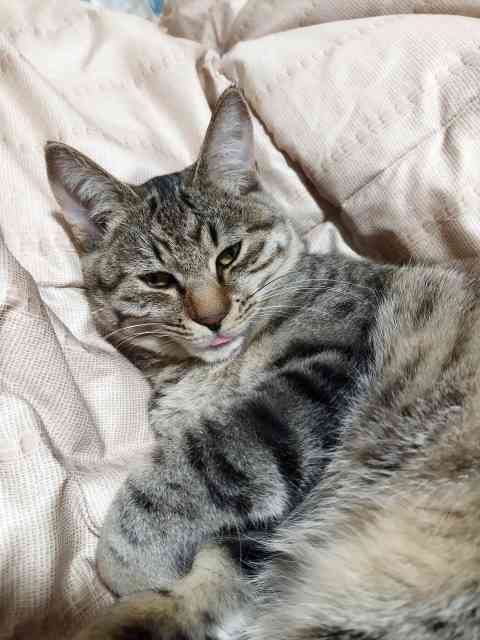 【身バレしない程度に】お宅の愛猫ちゃんを見せてください！part11 