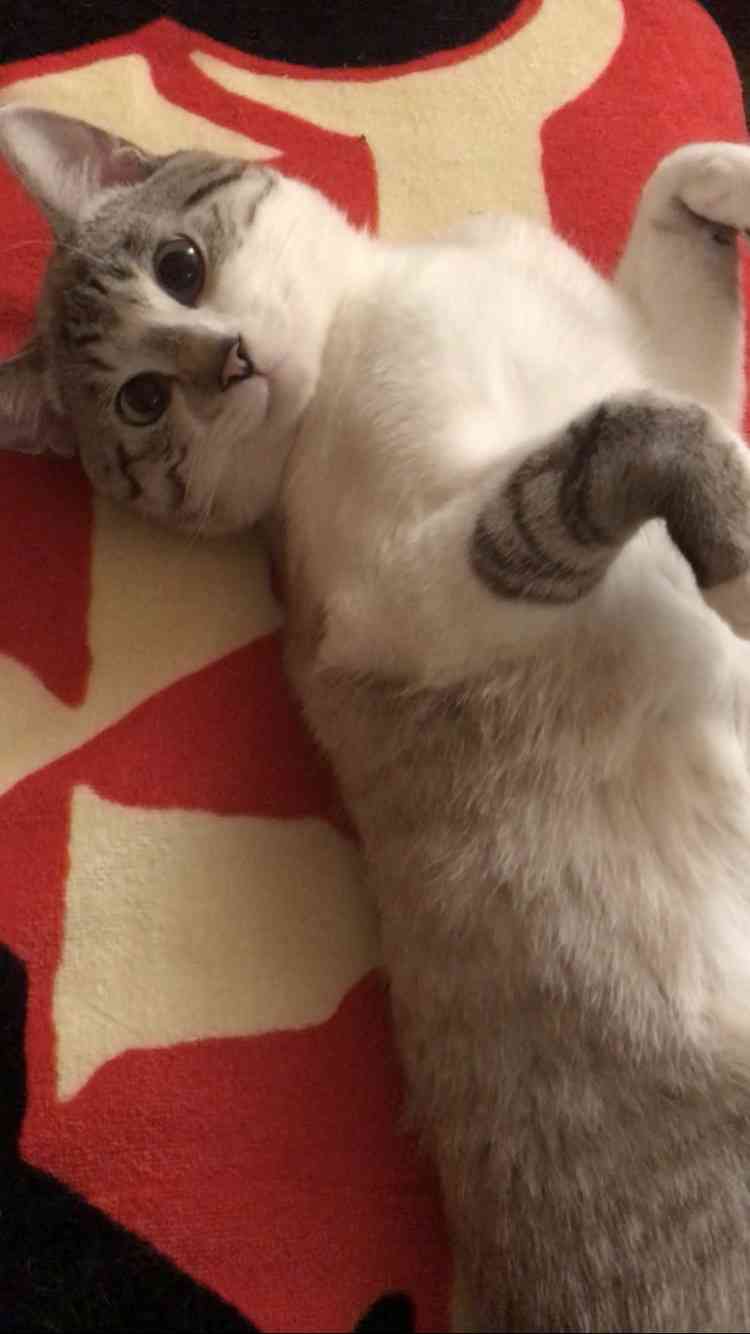 【身バレしない程度に】お宅の愛猫ちゃんを見せてください！part11 