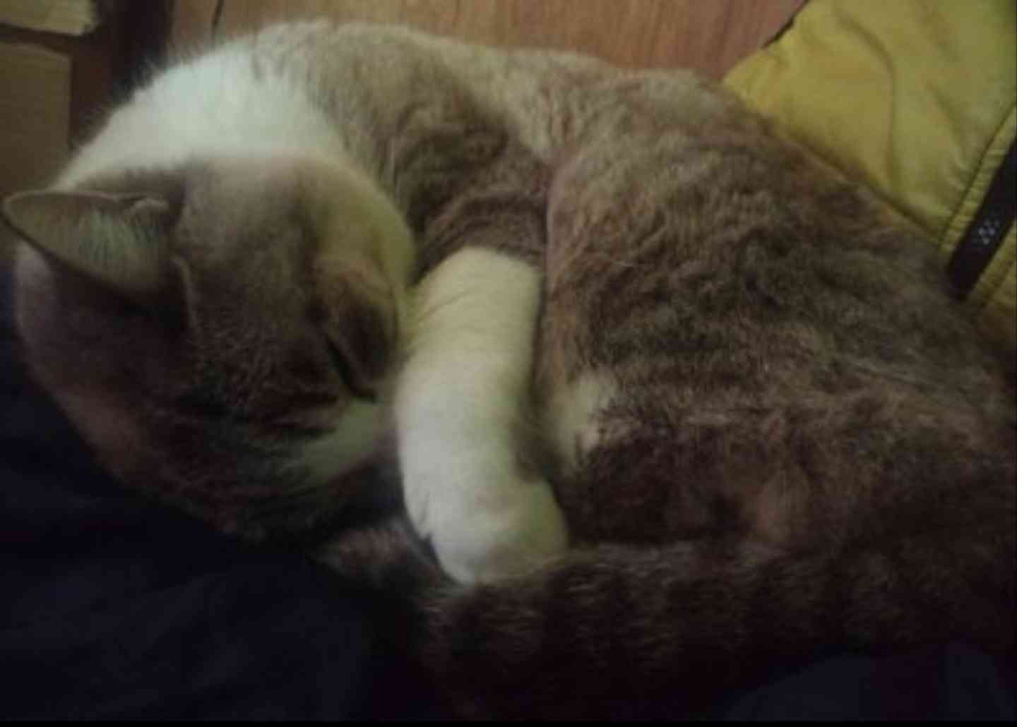 【身バレしない程度に】お宅の愛猫ちゃんを見せてください！part11 