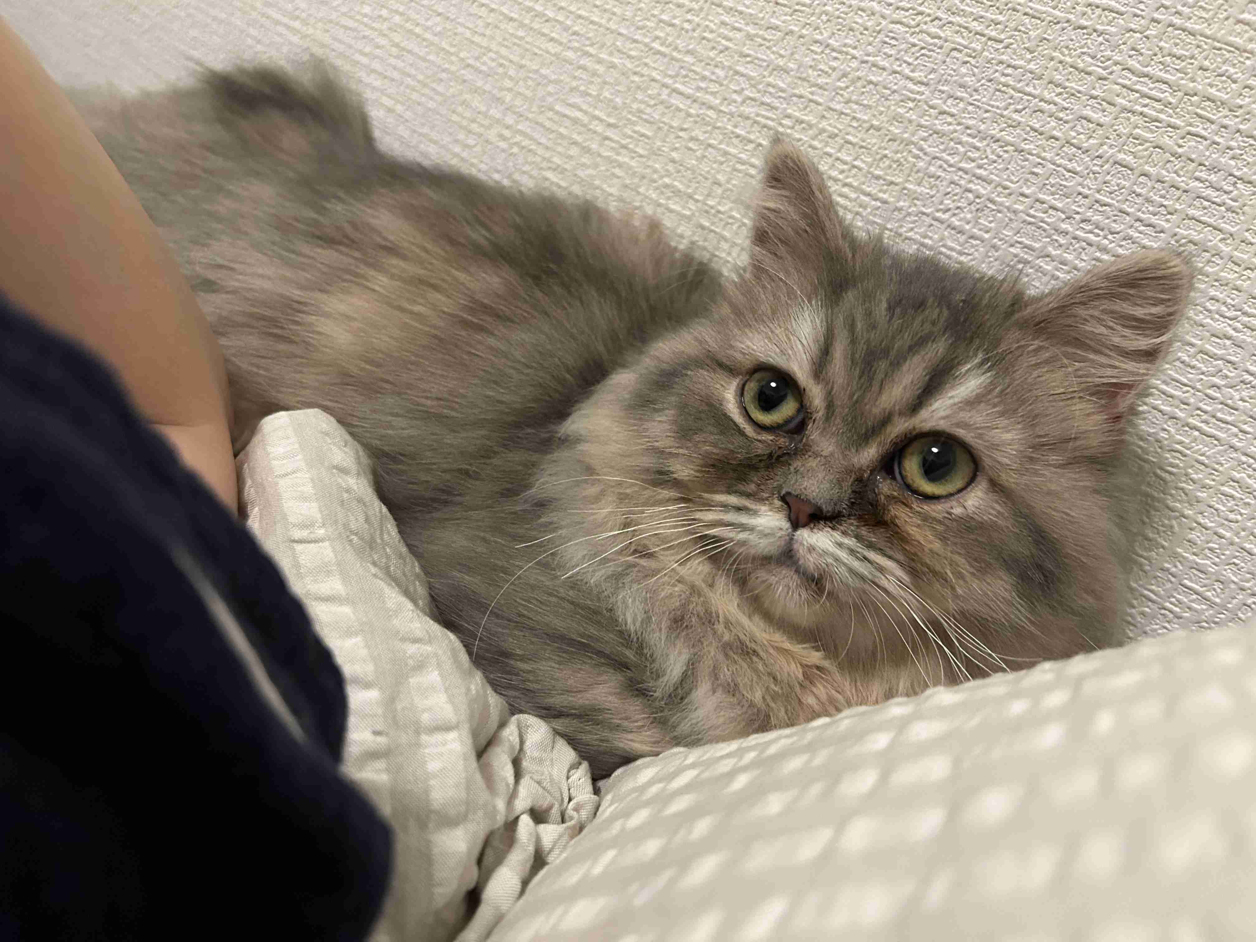 【身バレしない程度に】お宅の愛猫ちゃんを見せてください！part11 