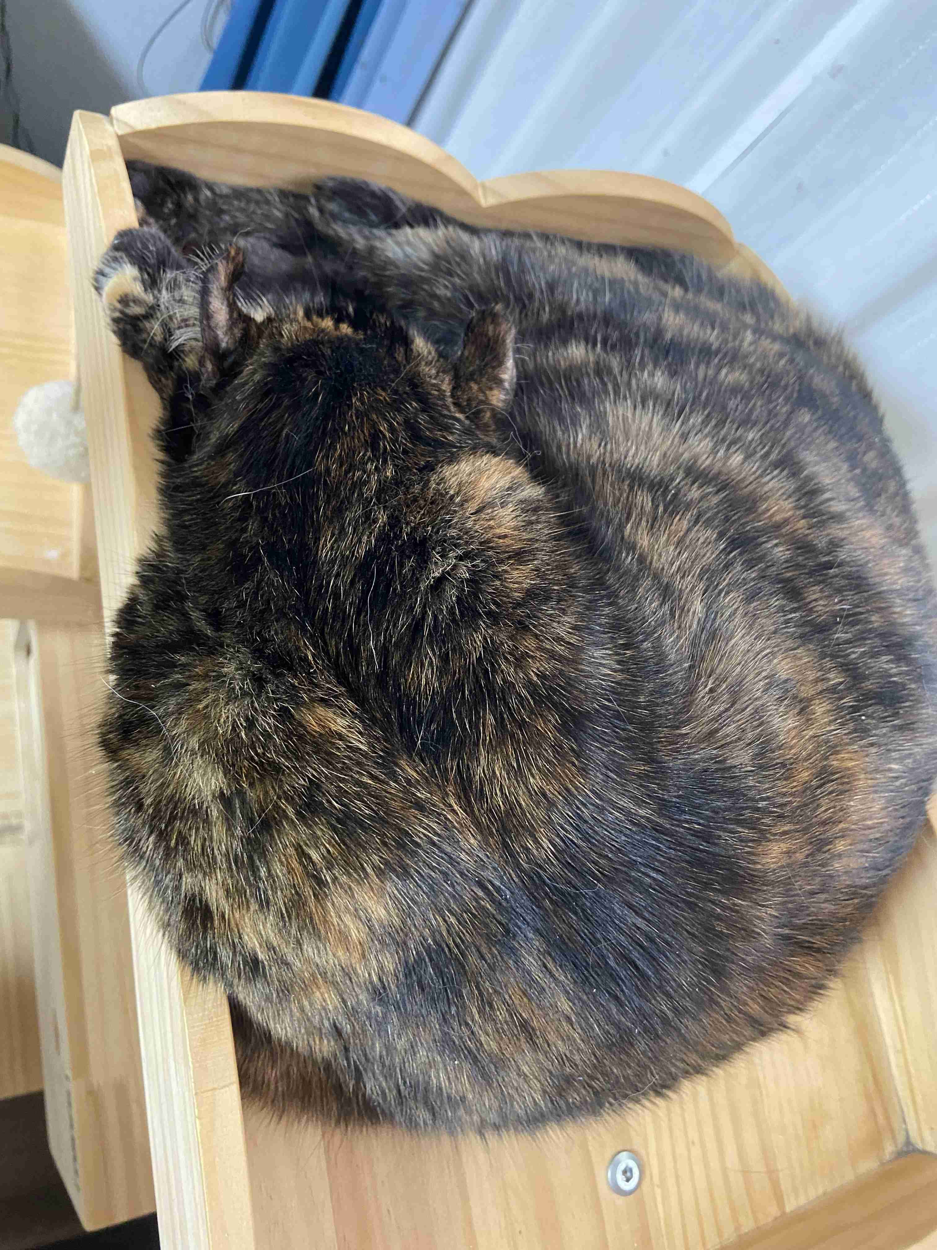 【身バレしない程度に】お宅の愛猫ちゃんを見せてください！part11 