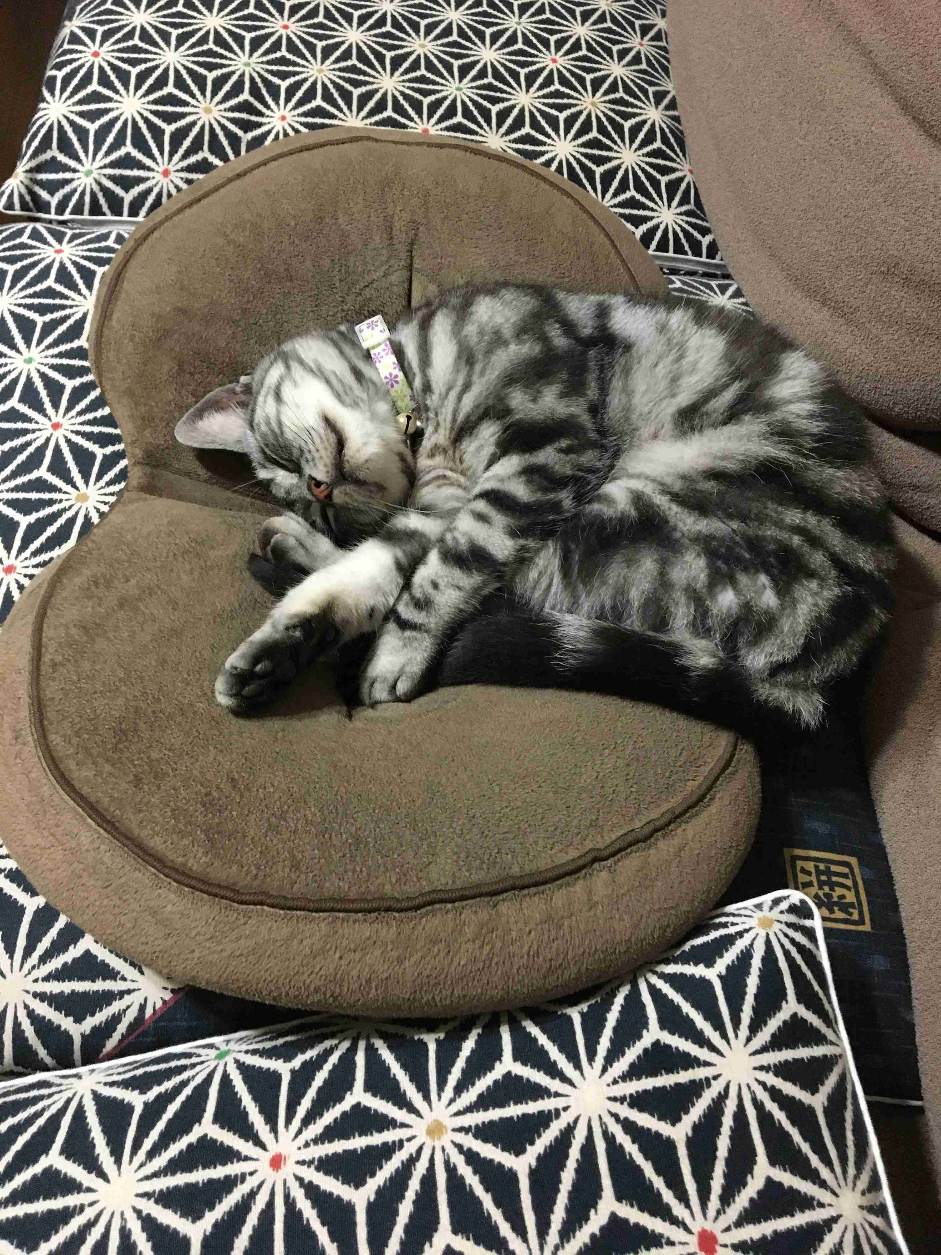 【身バレしない程度に】お宅の愛猫ちゃんを見せてください！part11 