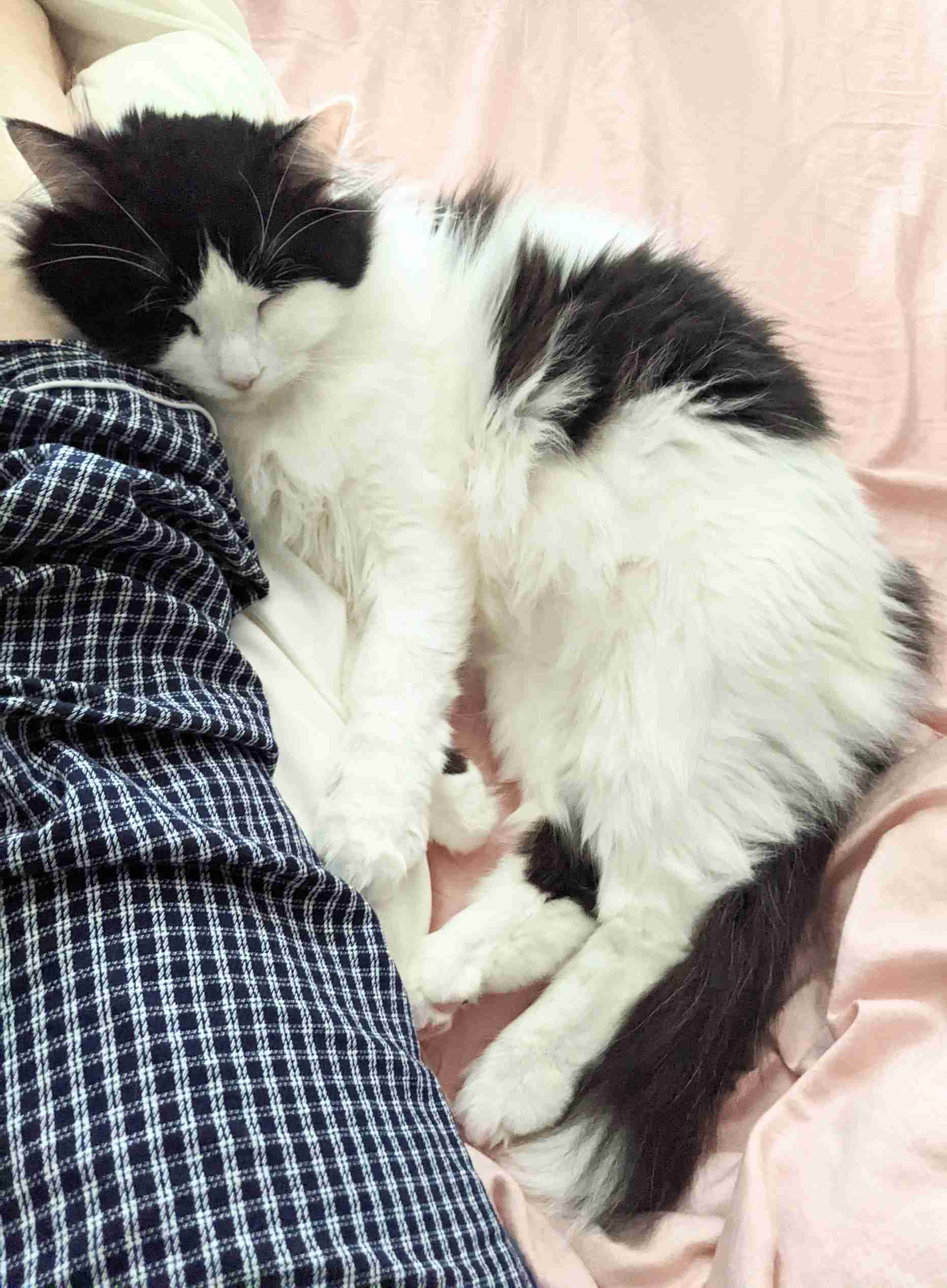 【身バレしない程度に】お宅の愛猫ちゃんを見せてください！part11 