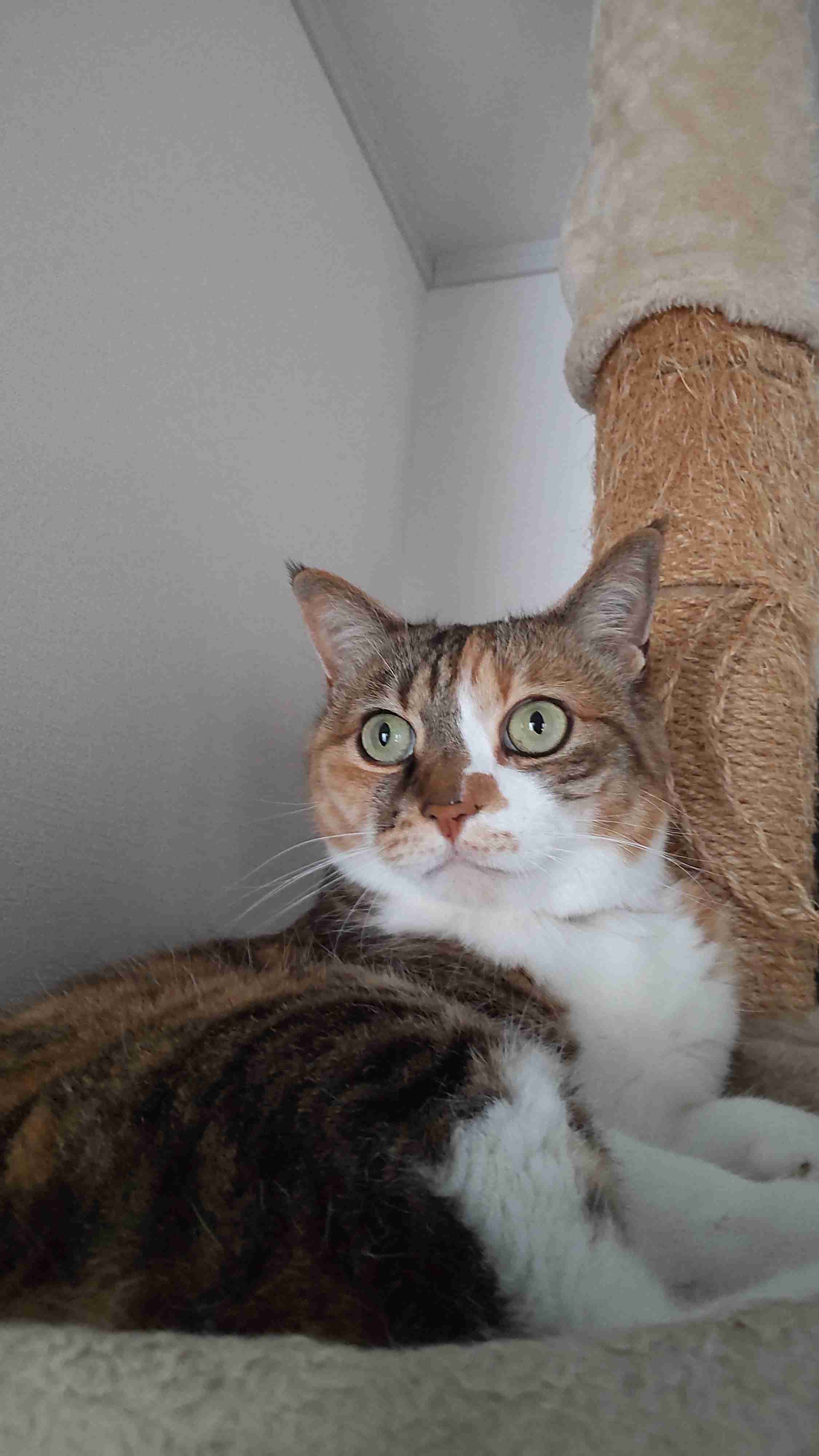 【身バレしない程度に】お宅の愛猫ちゃんを見せてください！part11 