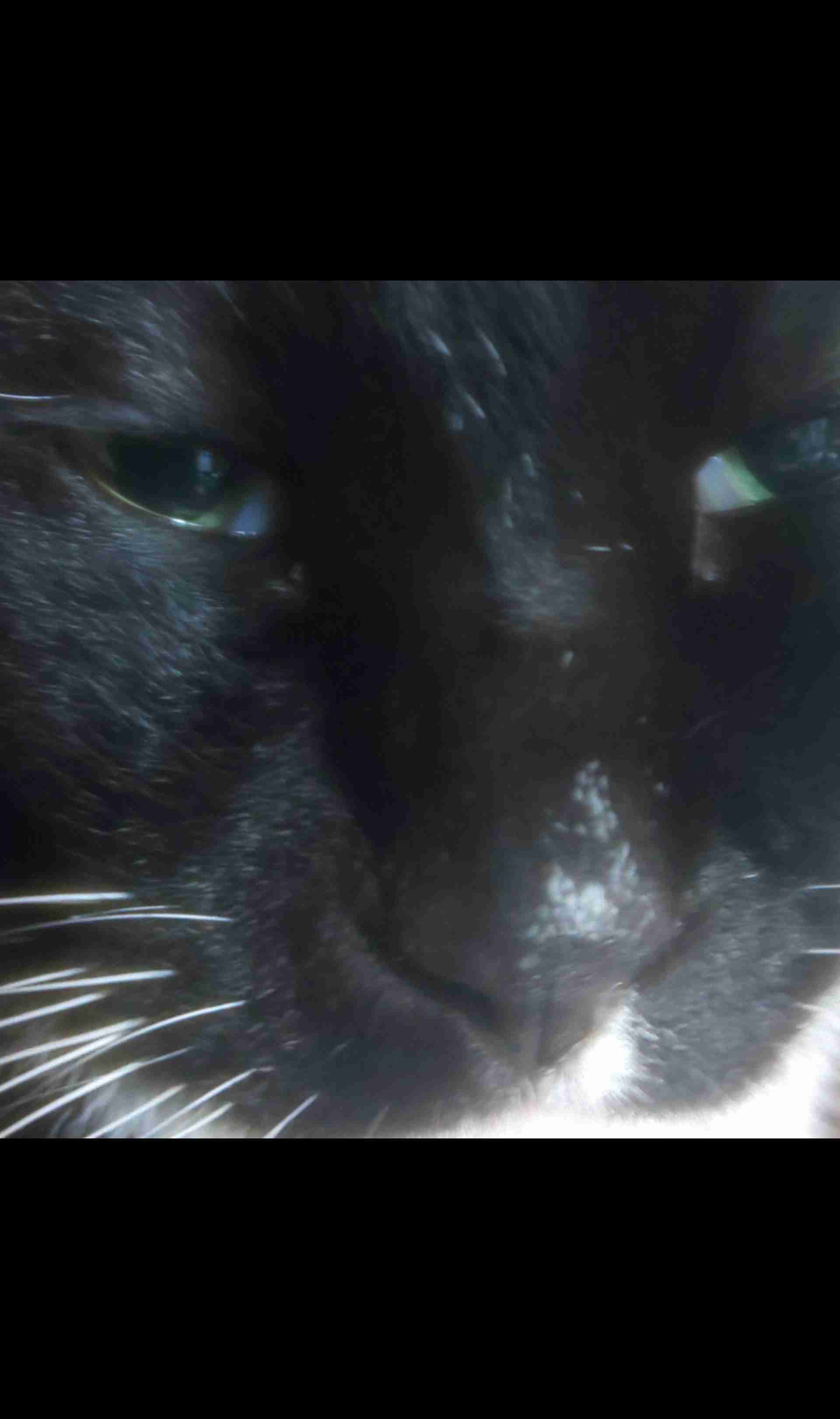 【身バレしない程度に】お宅の愛猫ちゃんを見せてください！part11 