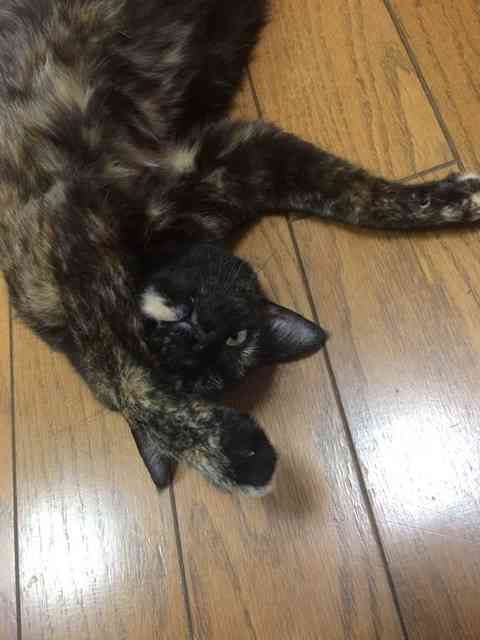 【身バレしない程度に】お宅の愛猫ちゃんを見せてください！part11 