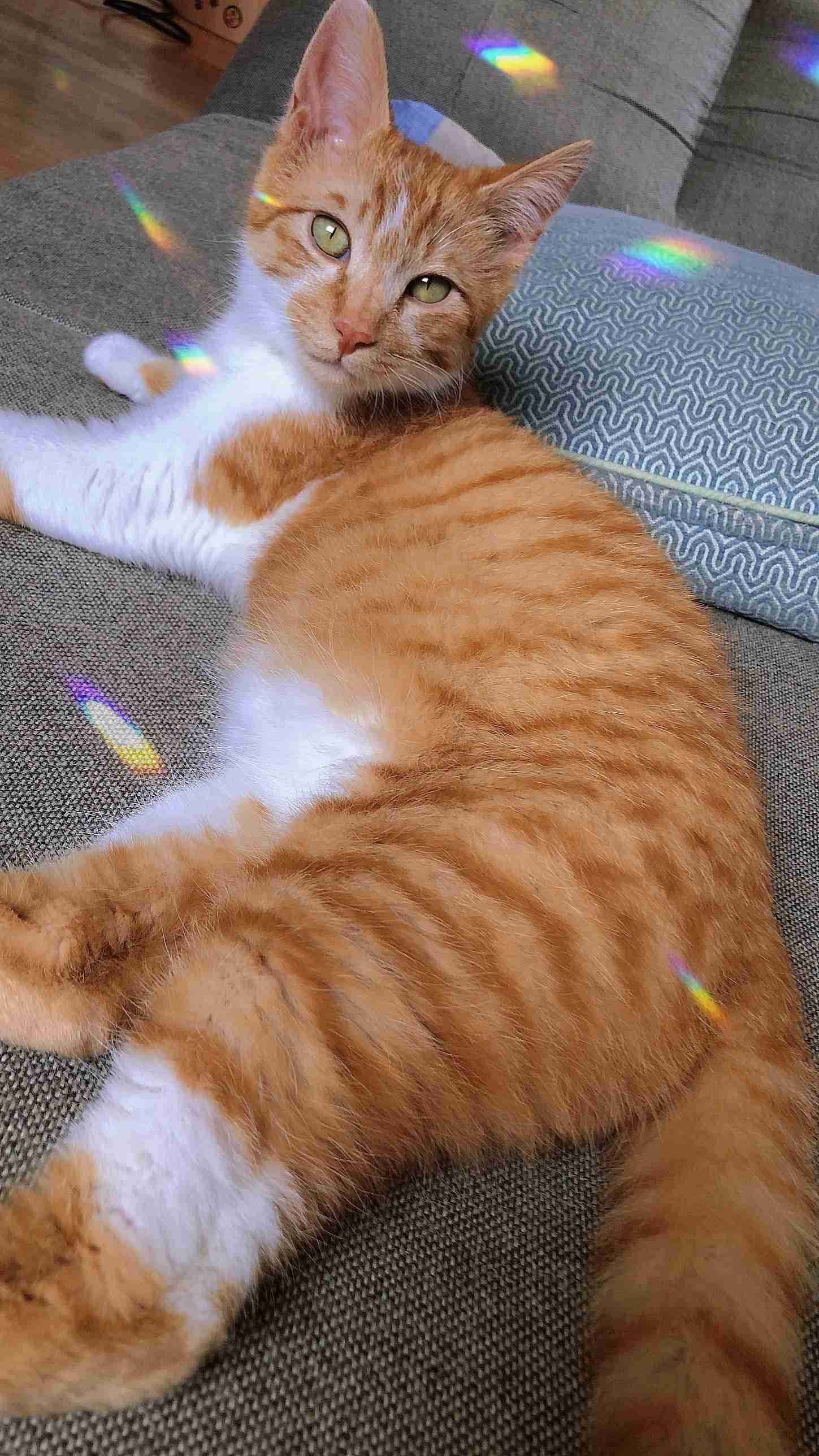 【身バレしない程度に】お宅の愛猫ちゃんを見せてください！part11 