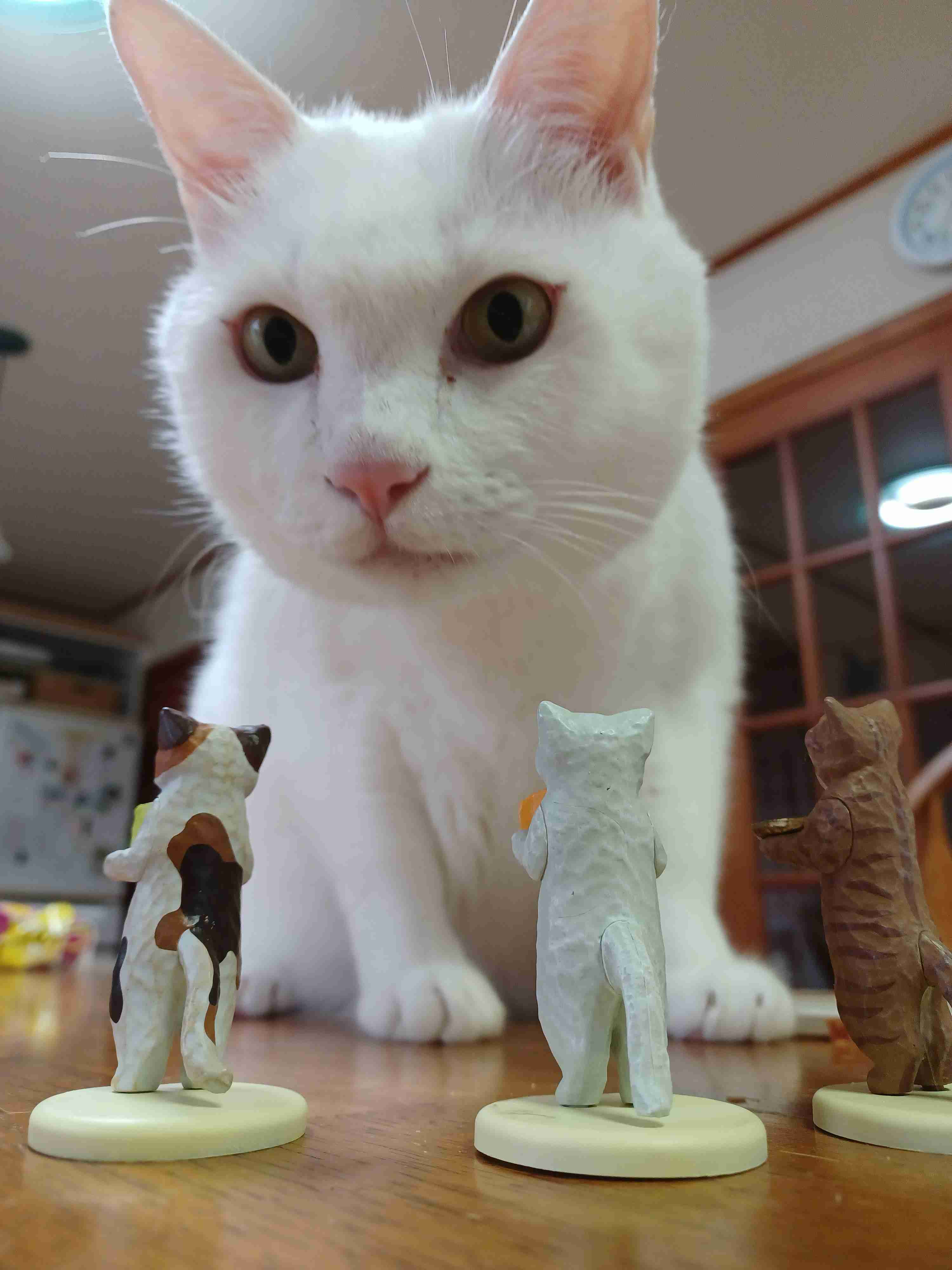 【身バレしない程度に】お宅の愛猫ちゃんを見せてください！part11 