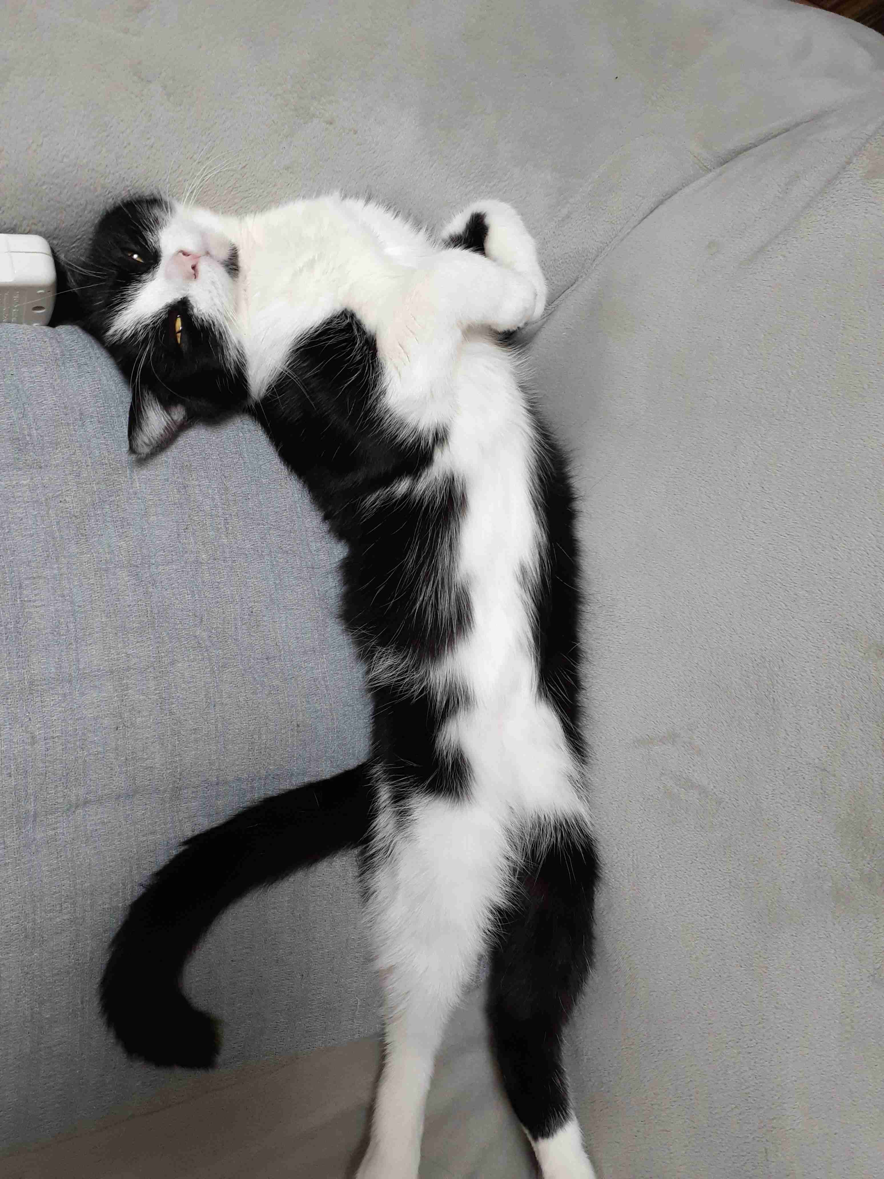 【身バレしない程度に】お宅の愛猫ちゃんを見せてください！part11 