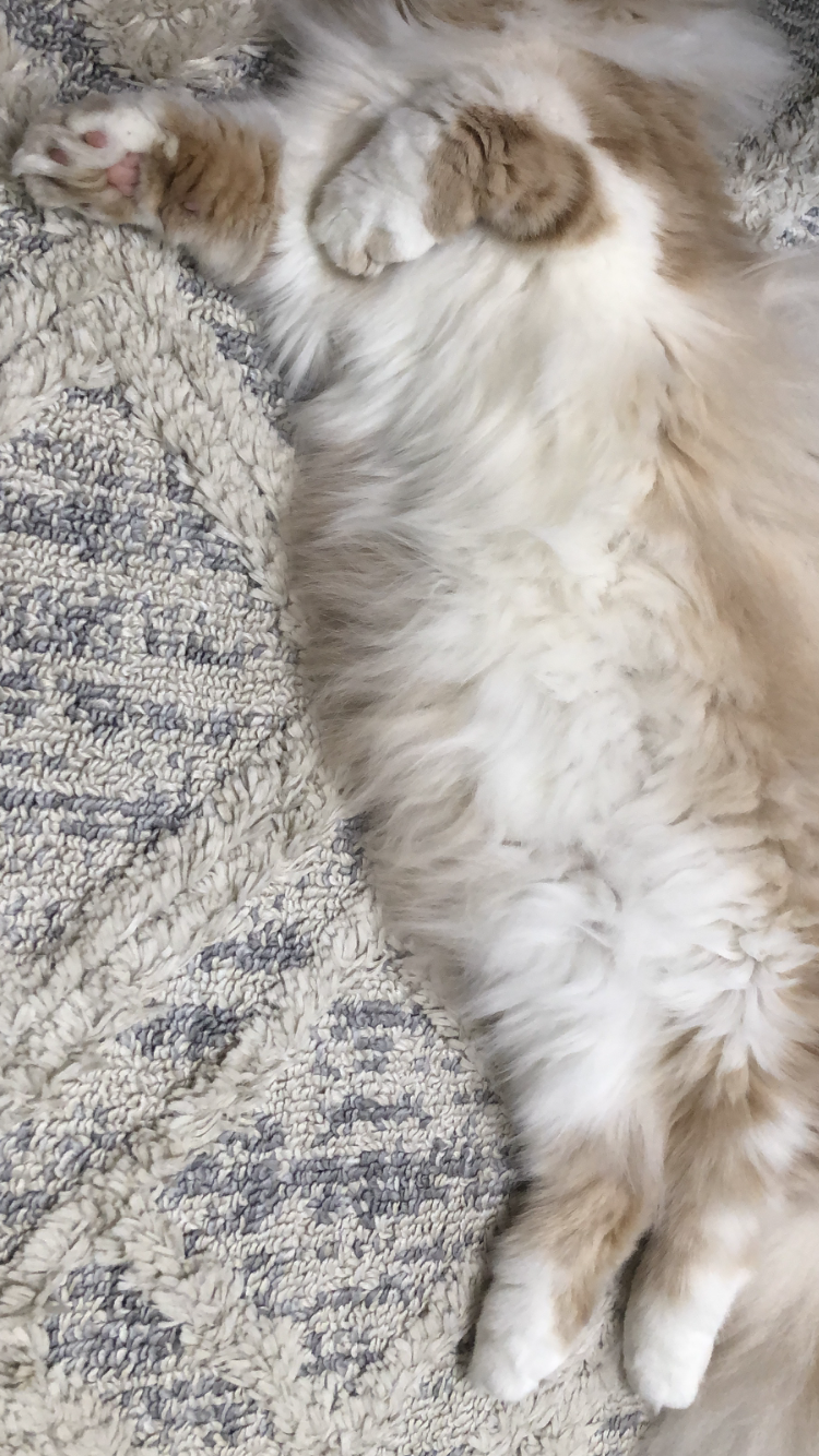 【身バレしない程度に】お宅の愛猫ちゃんを見せてください！part11 