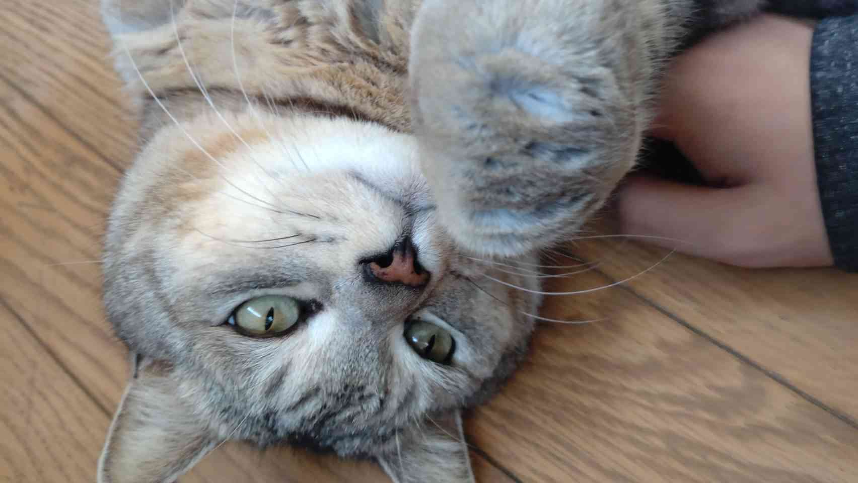 【身バレしない程度に】お宅の愛猫ちゃんを見せてください！part11 