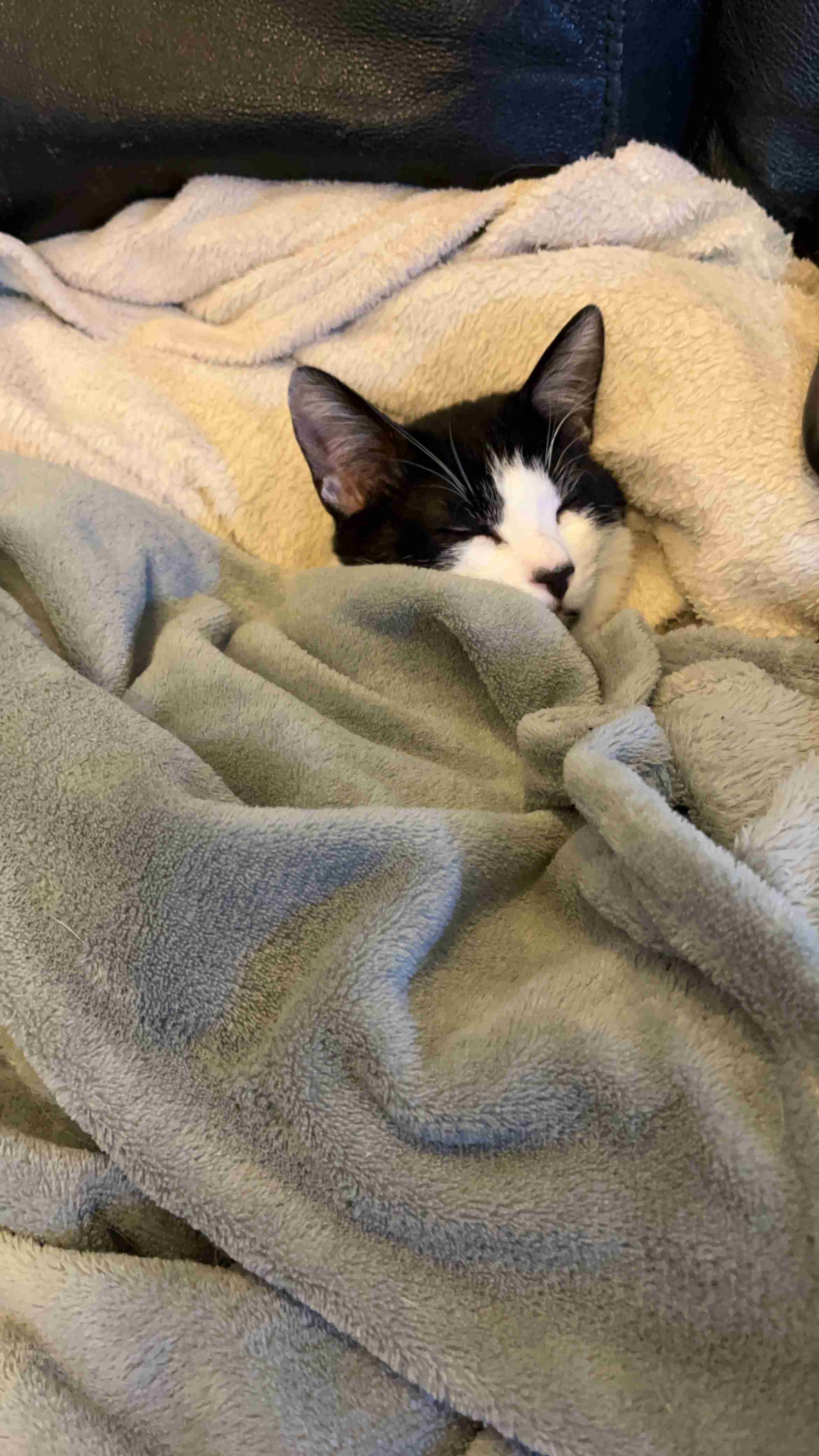 【身バレしない程度に】お宅の愛猫ちゃんを見せてください！part11 