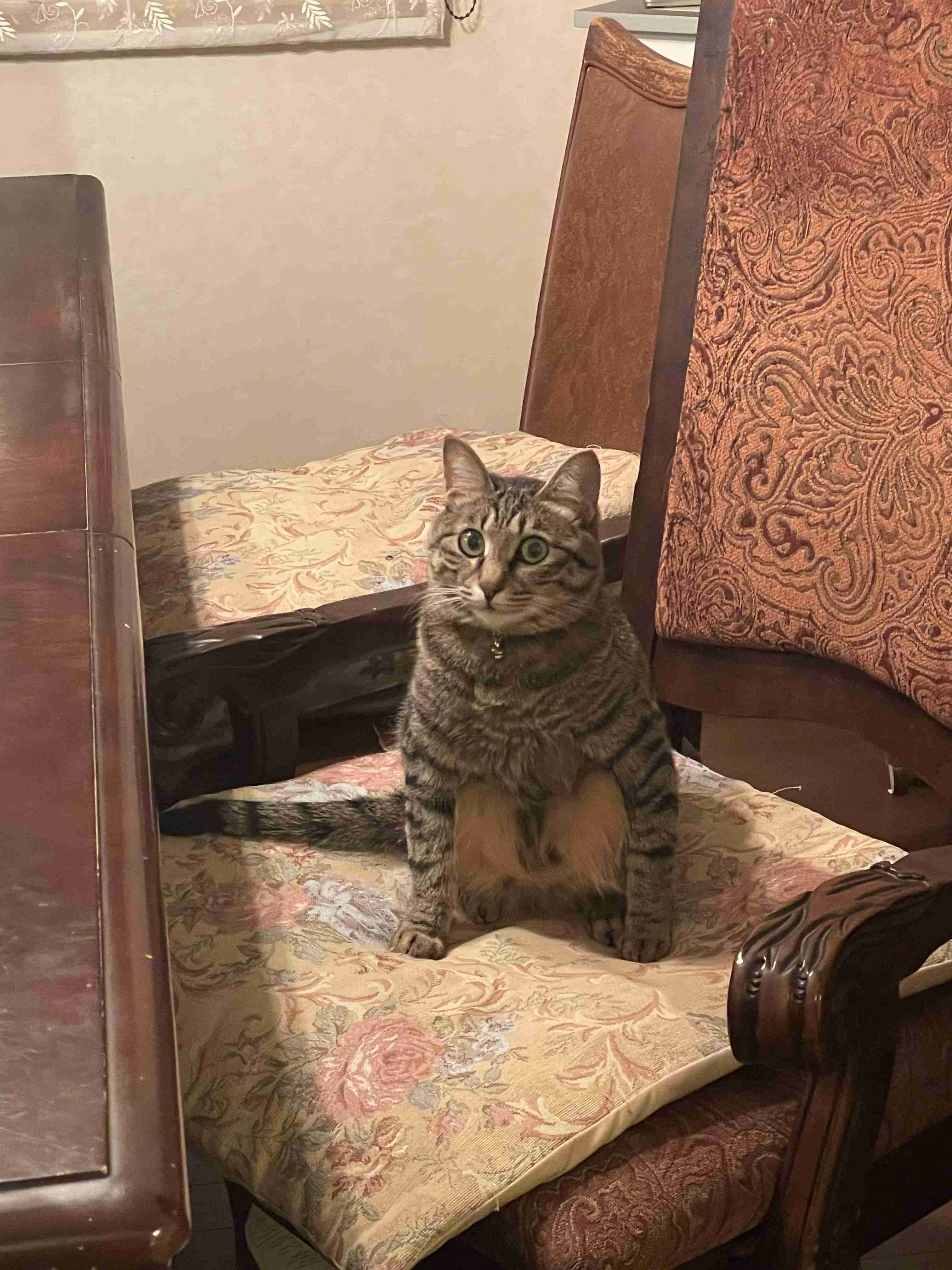 【身バレしない程度に】お宅の愛猫ちゃんを見せてください！part11 