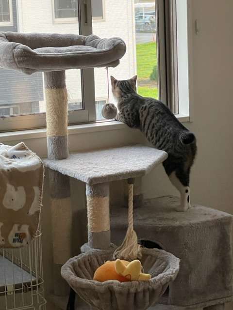 【身バレしない程度に】お宅の愛猫ちゃんを見せてください！part11 