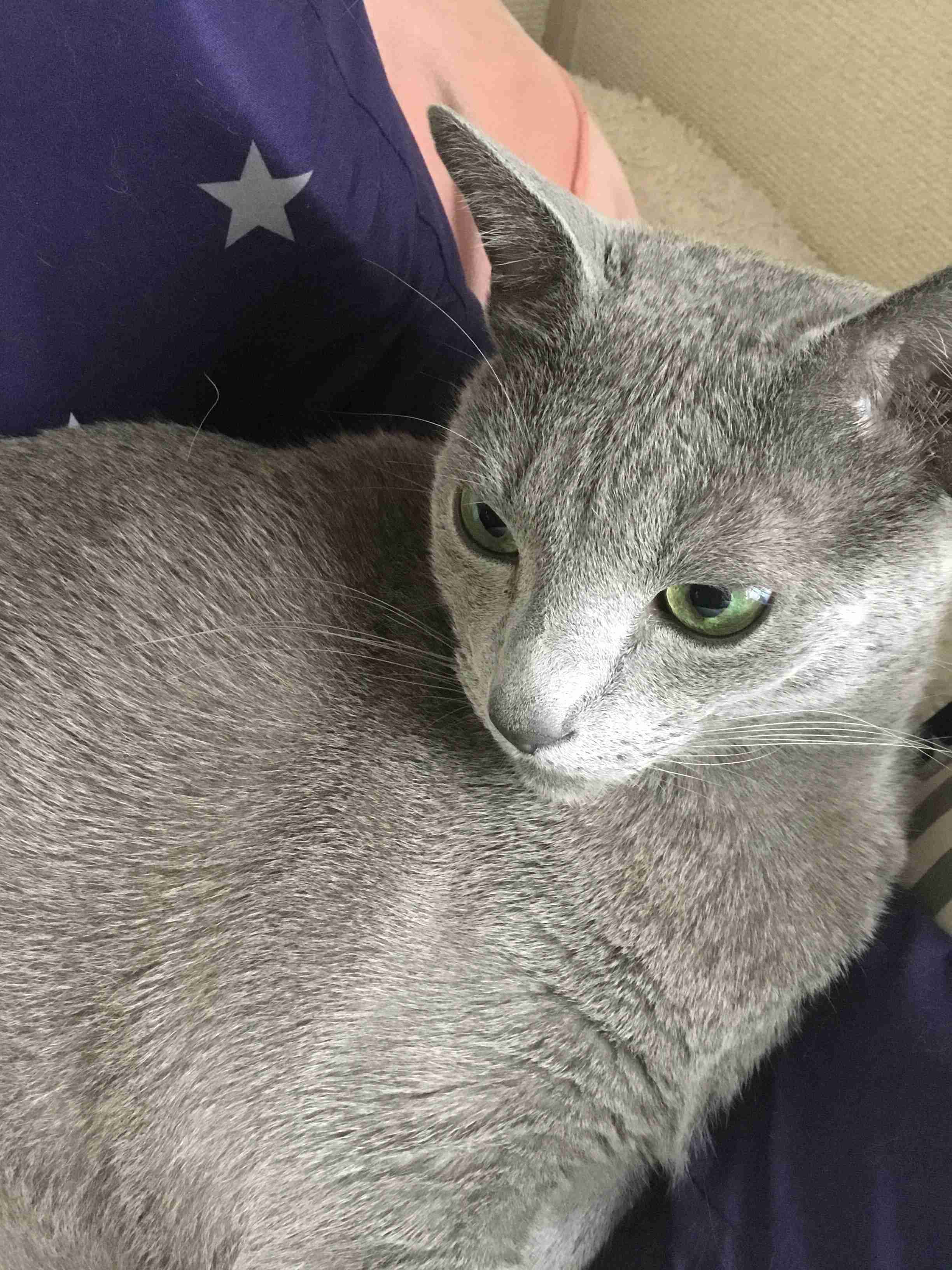 【身バレしない程度に】お宅の愛猫ちゃんを見せてください！part11 