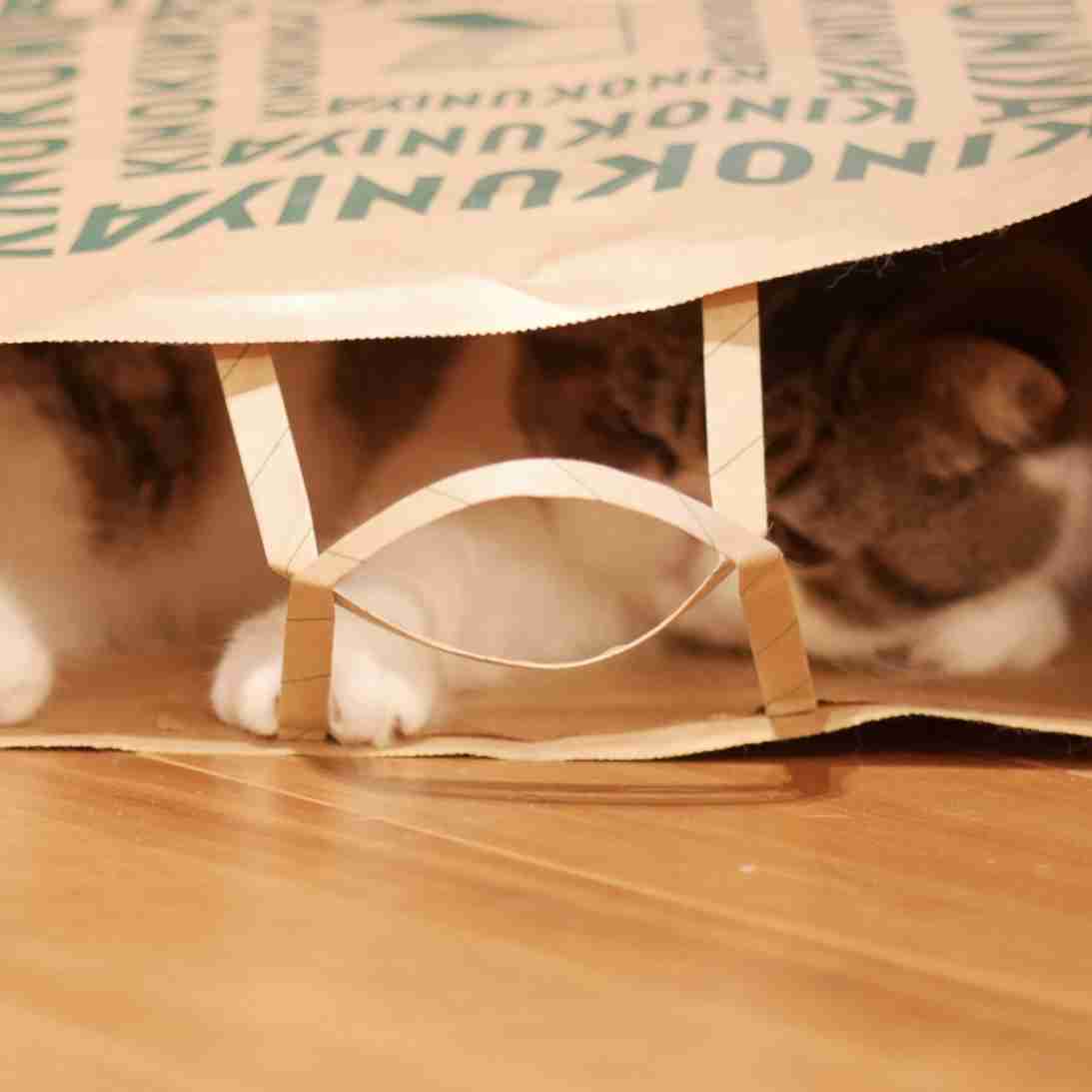 【身バレしない程度に】お宅の愛猫ちゃんを見せてください！part11 