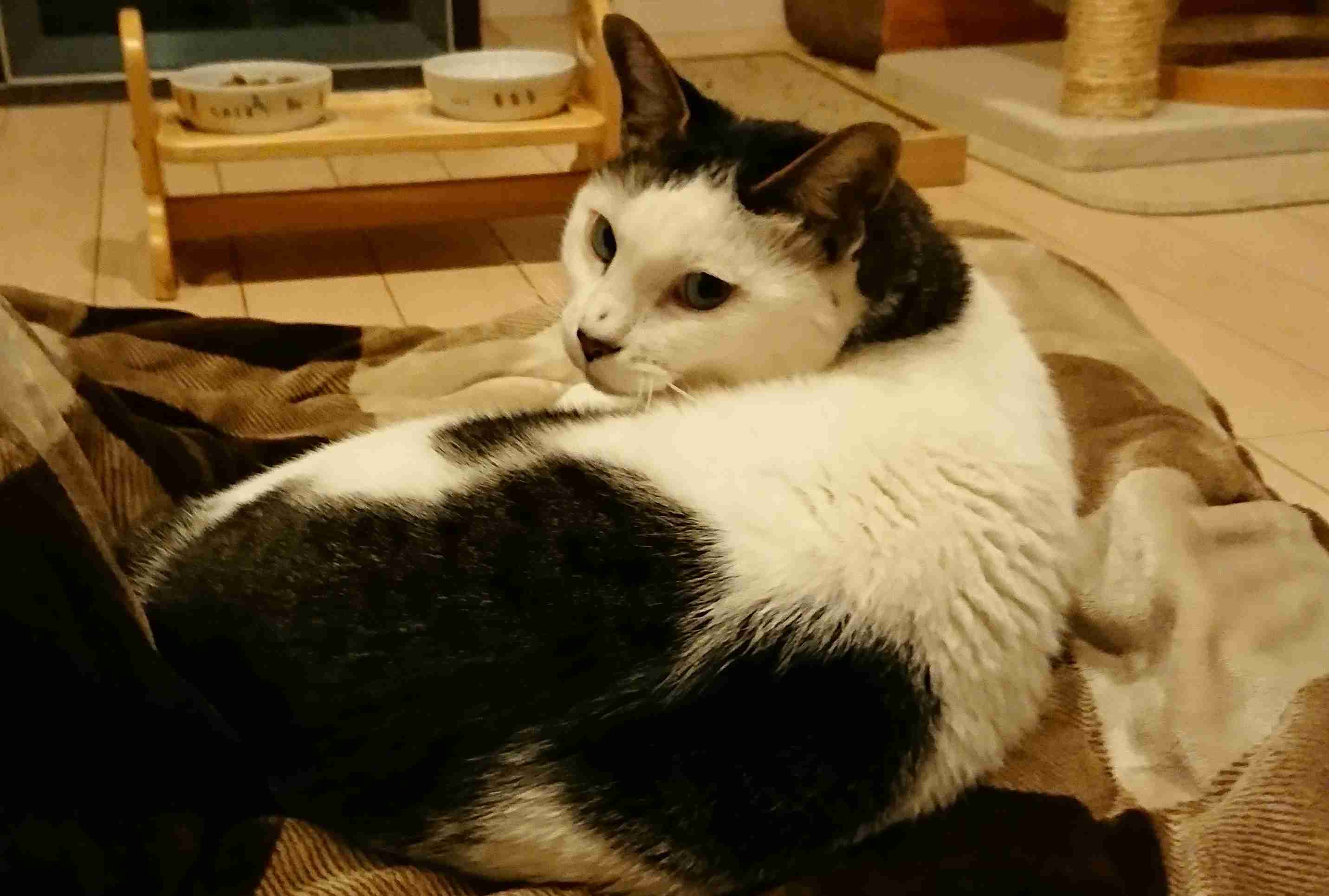 【身バレしない程度に】お宅の愛猫ちゃんを見せてください！part11 