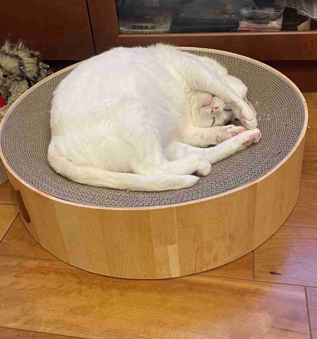 【身バレしない程度に】お宅の愛猫ちゃんを見せてください！part11 