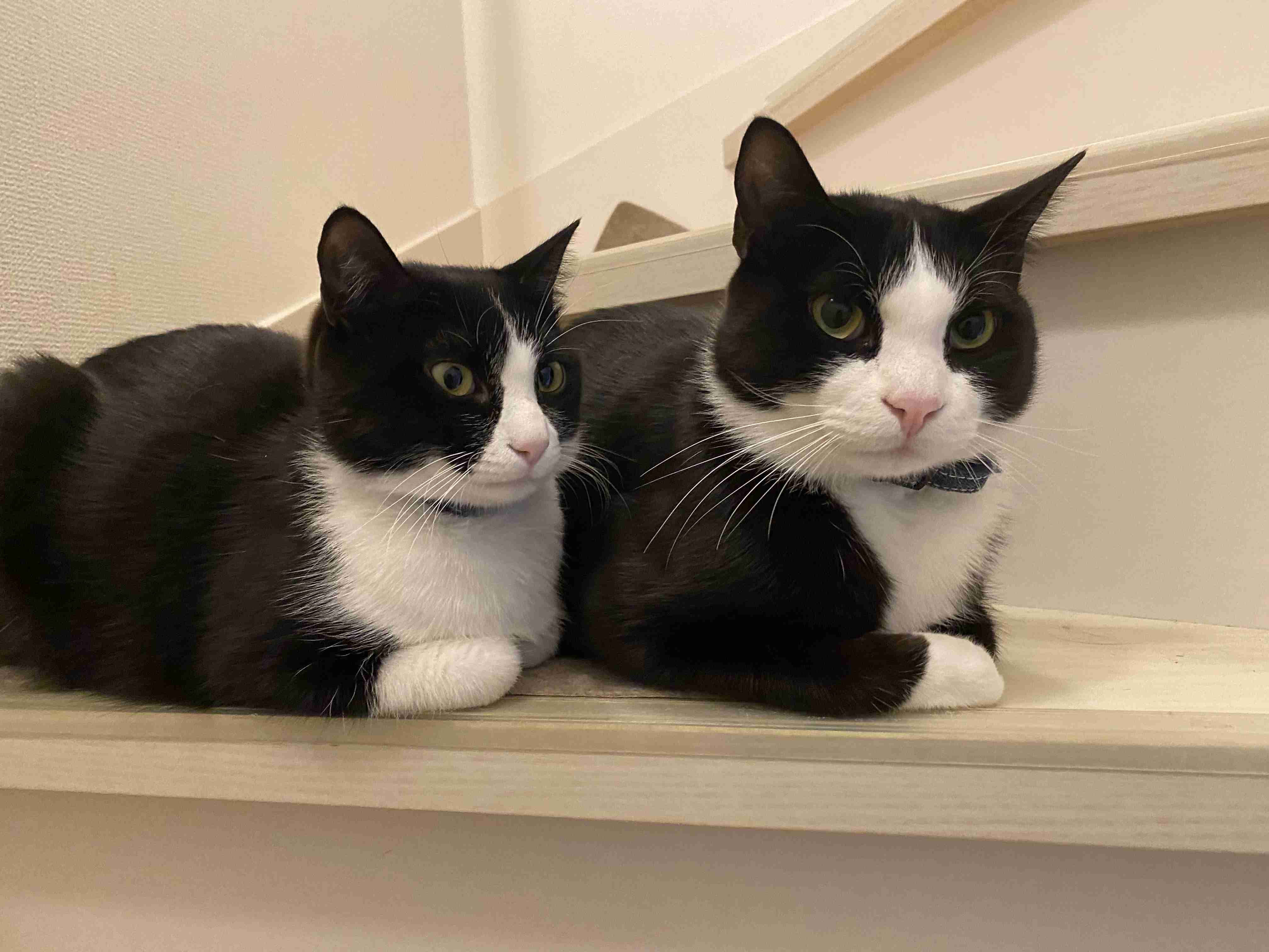 【身バレしない程度に】お宅の愛猫ちゃんを見せてください！part11 