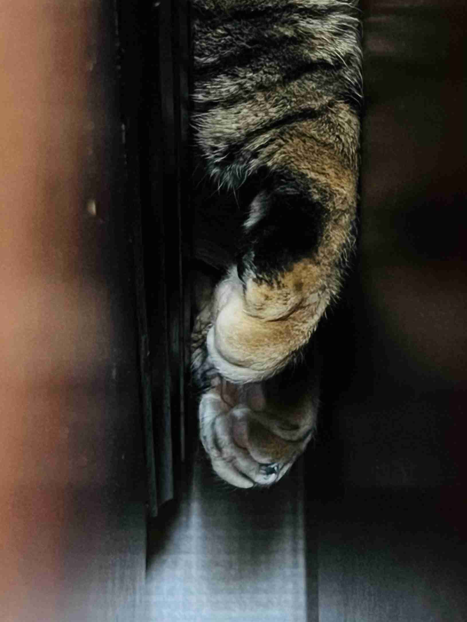 【身バレしない程度に】お宅の愛猫ちゃんを見せてください！part11 