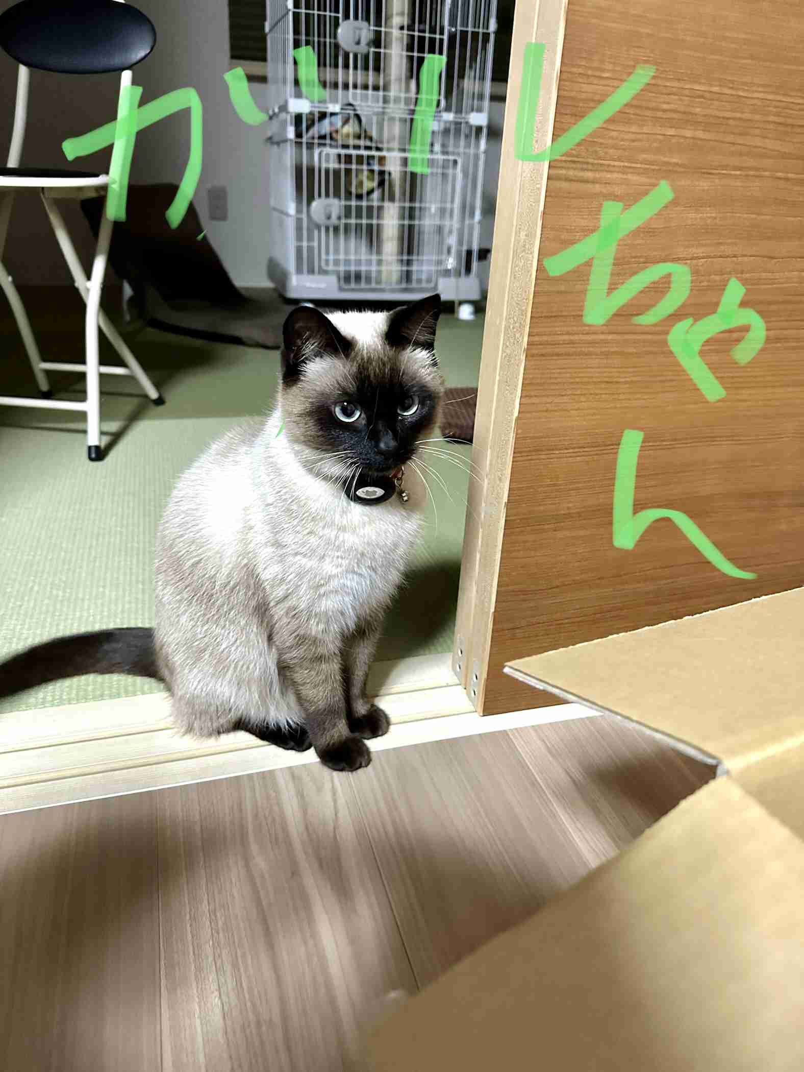 【身バレしない程度に】お宅の愛猫ちゃんを見せてください！part11 