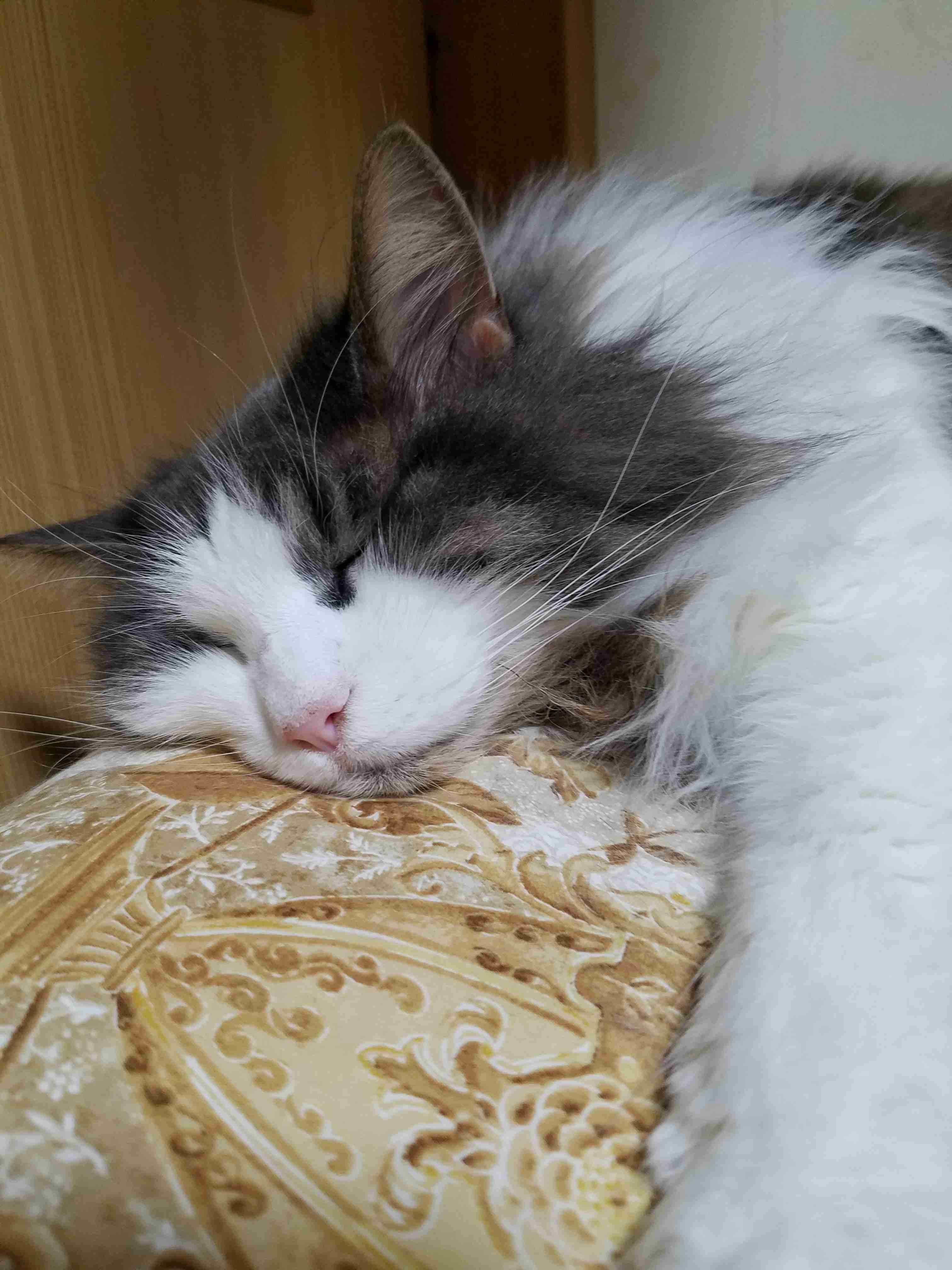 【身バレしない程度に】お宅の愛猫ちゃんを見せてください！part11 